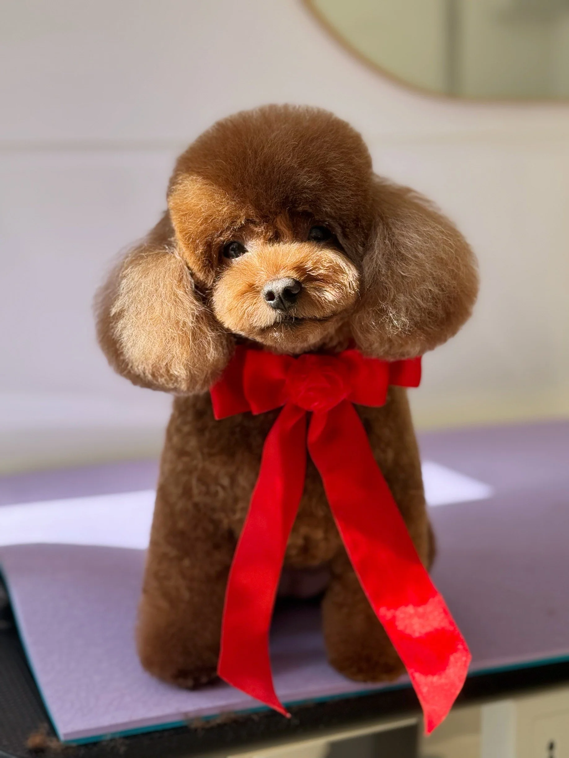 Linky's Pet Parlour Instagram