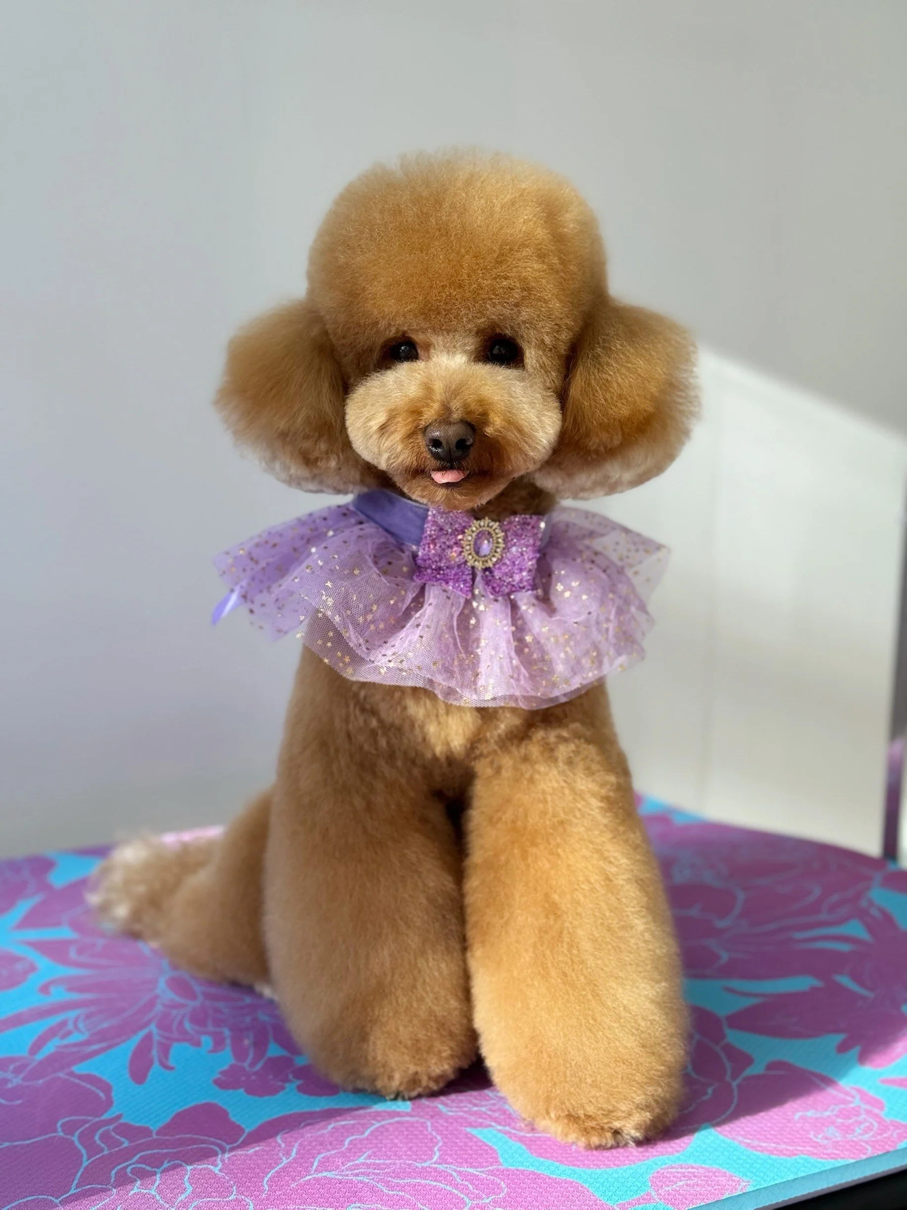 A small, fluffy brown poodle wearing a purple accessory and gemstone decoration, sitting on a colourful purple and blue patterned anti-fatigue mat against a plain white background.