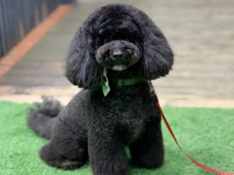 Linky's Pet Parlour Garden
