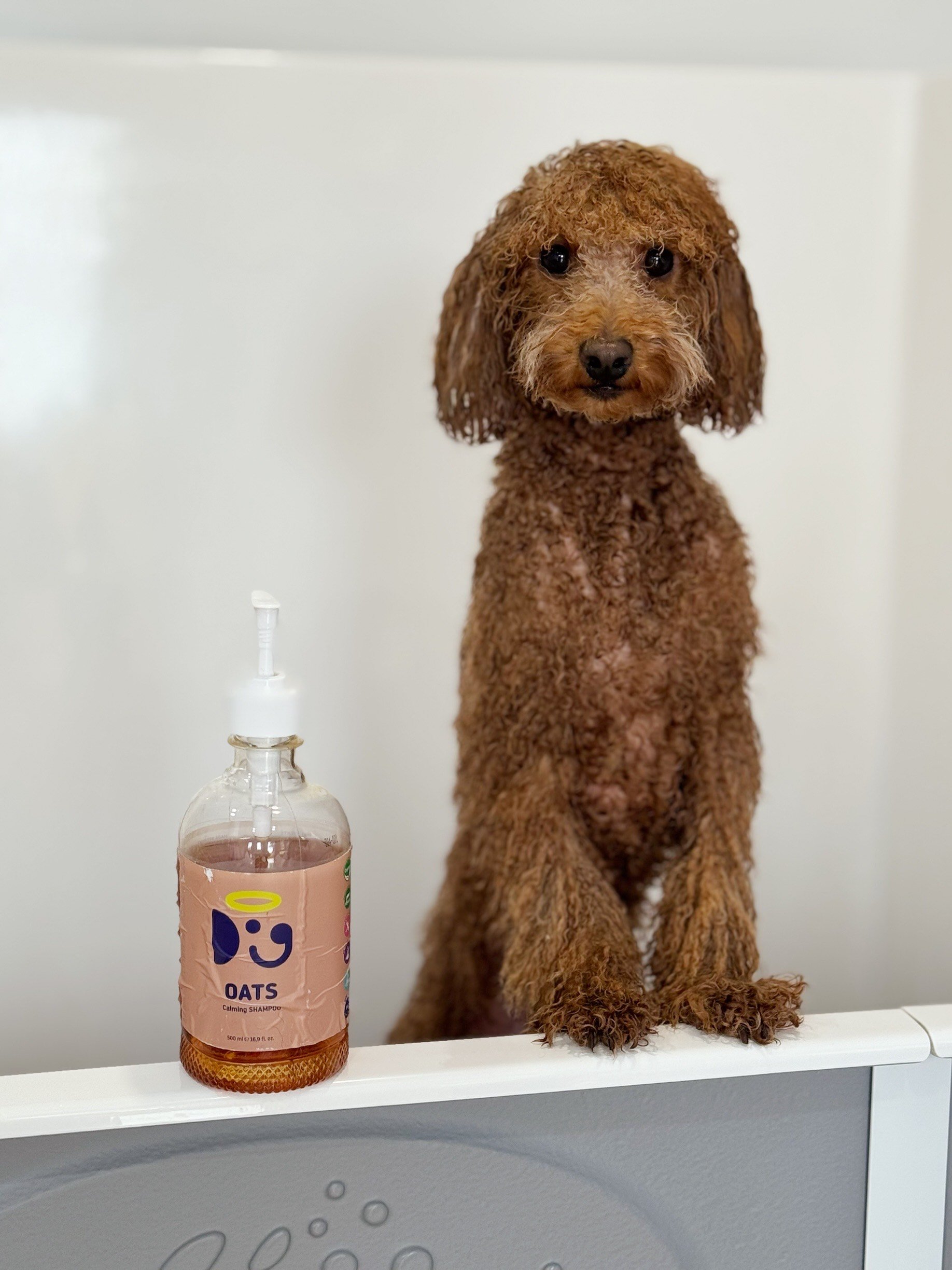 Poodle in a Hydrobath for a Doglyness Spa