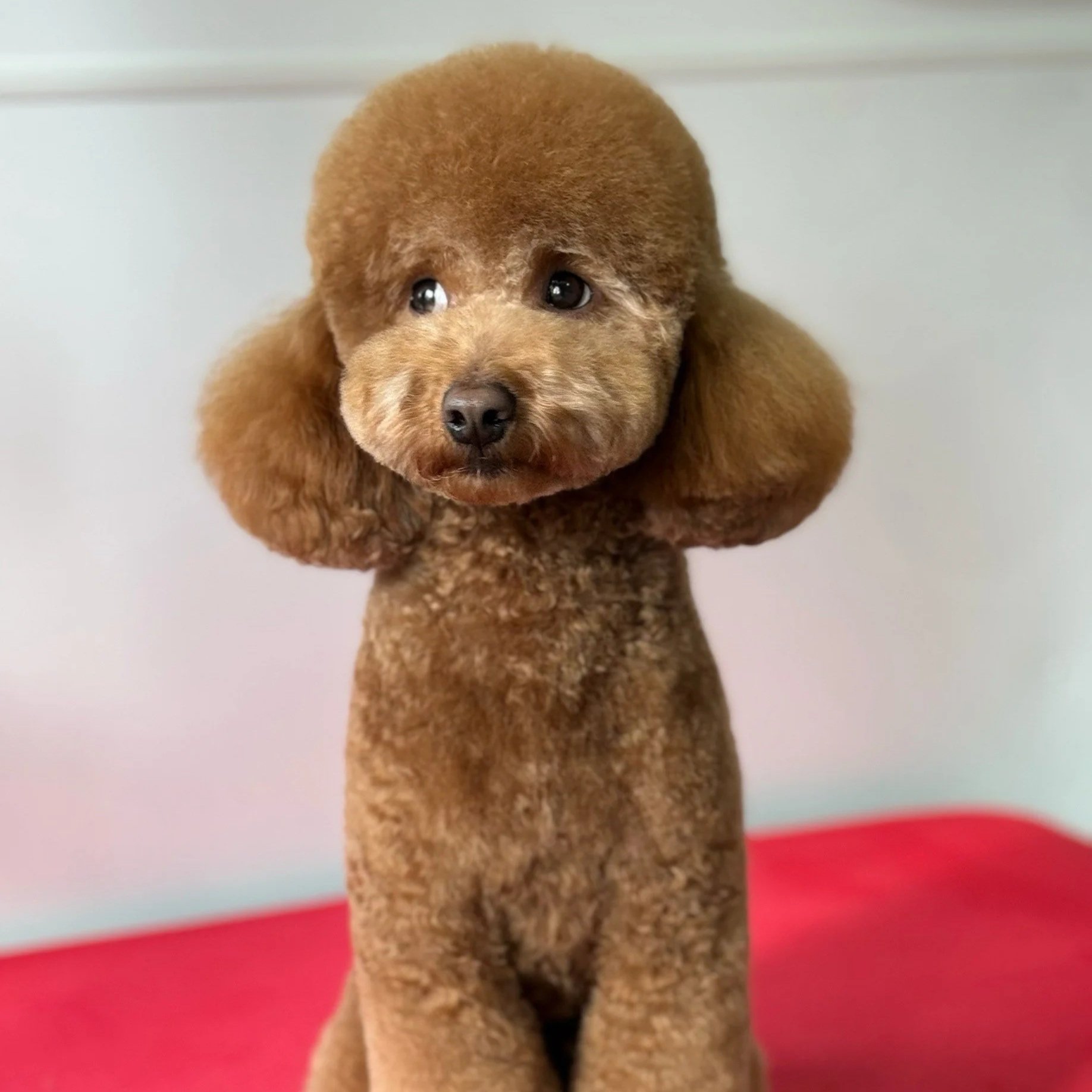 Linky's Pet Parlour Register