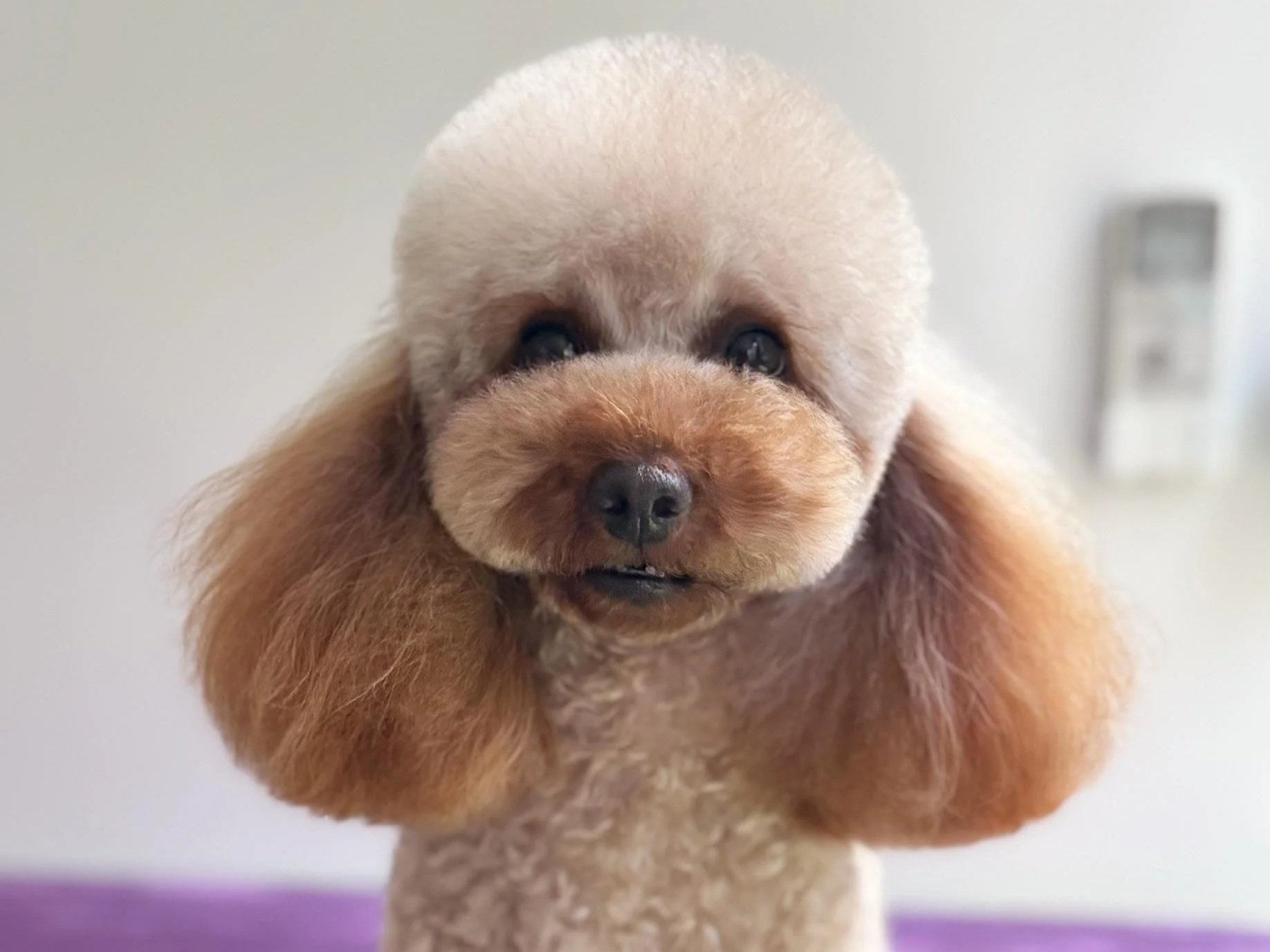 Linky's Pet Parlour Security