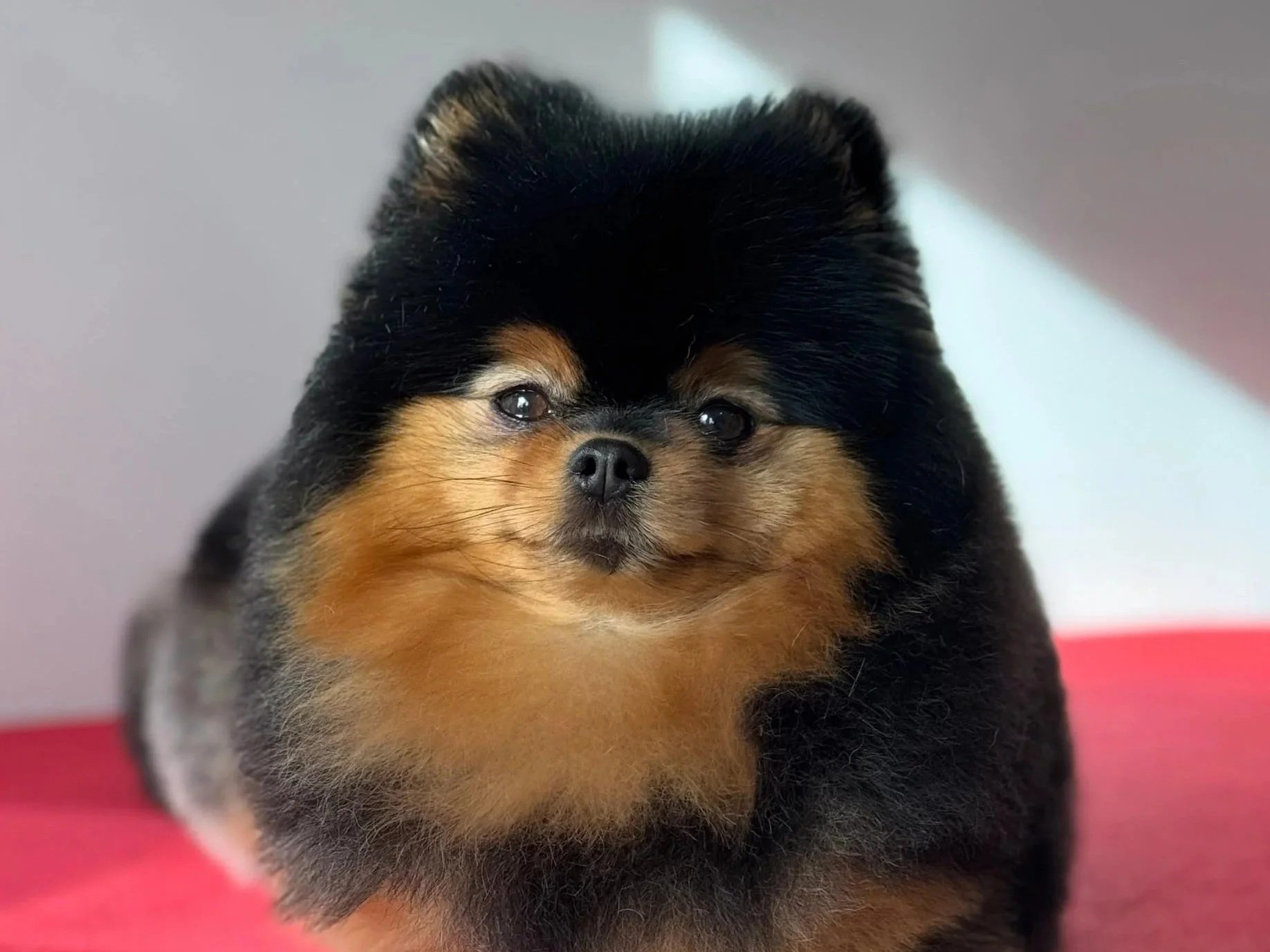Linky's Pet Parlour Home Salon