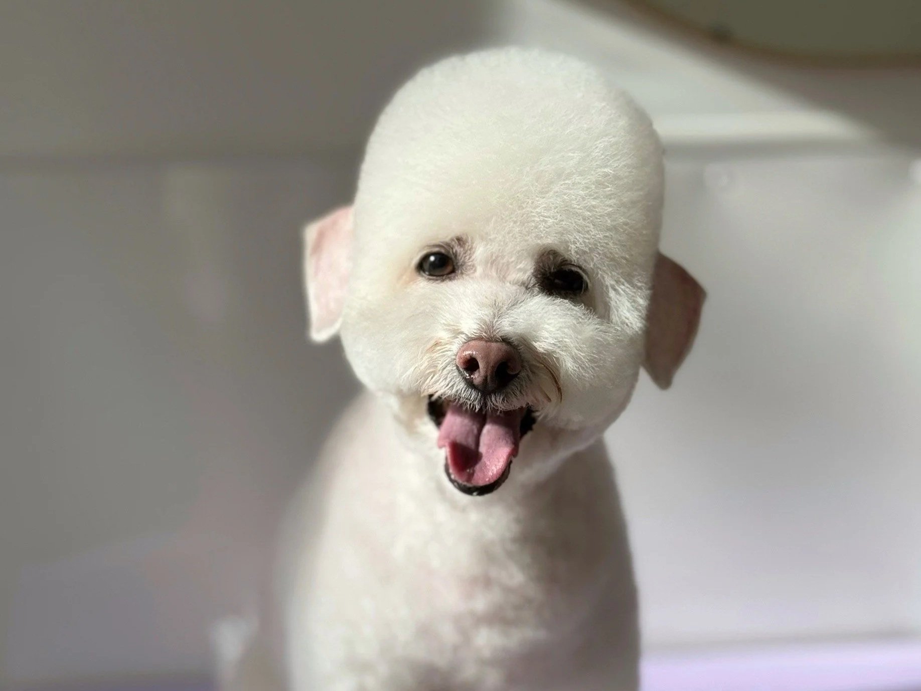 Linky's Pet Parlour Safety First