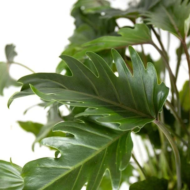 philodendron-xanadu3-1600x1600--1623188112023.jpg