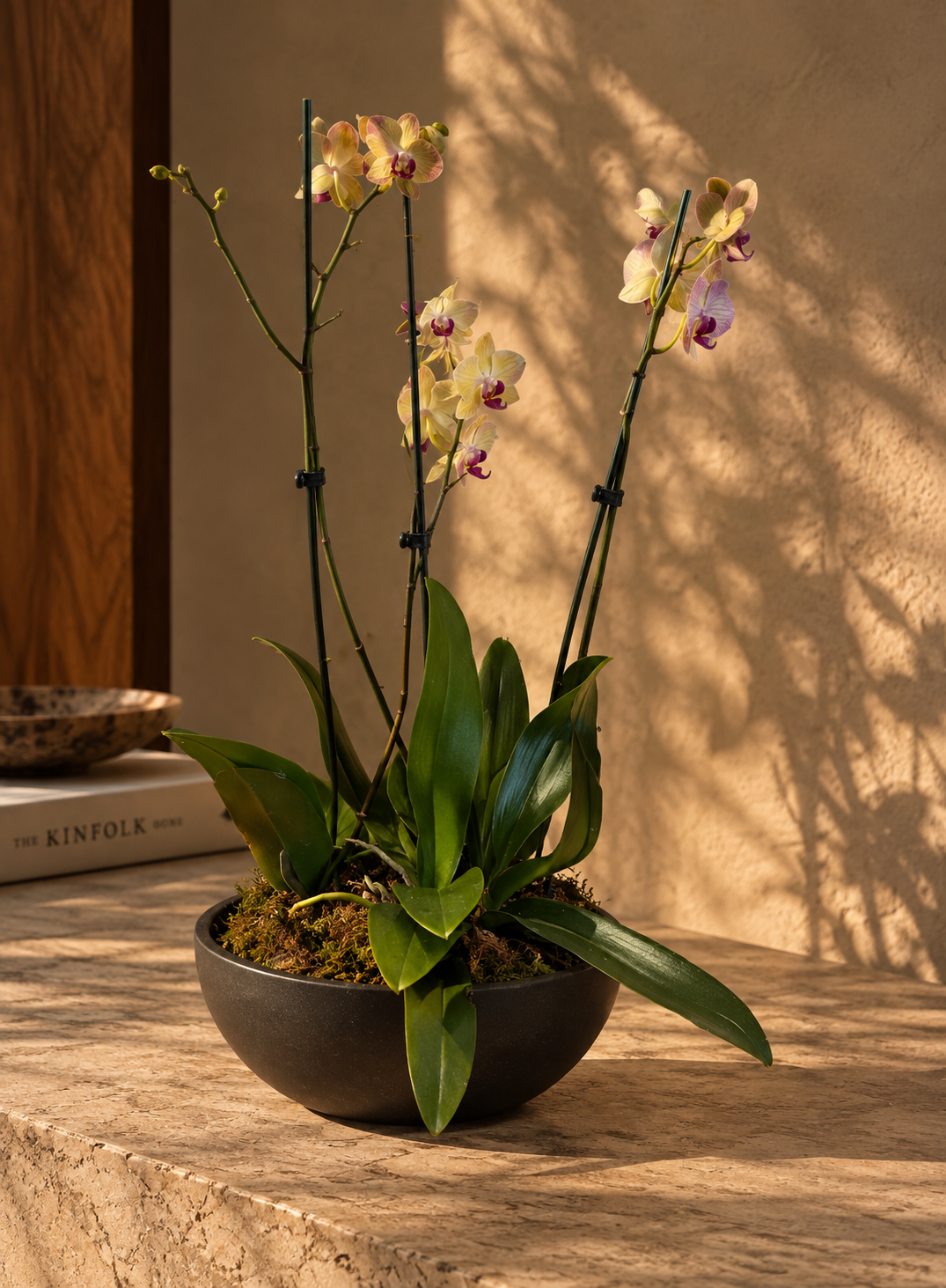 Trifecta Orquídeas En Plato