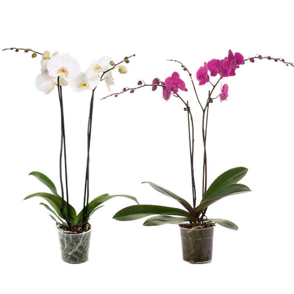 Orquídea de Vivero