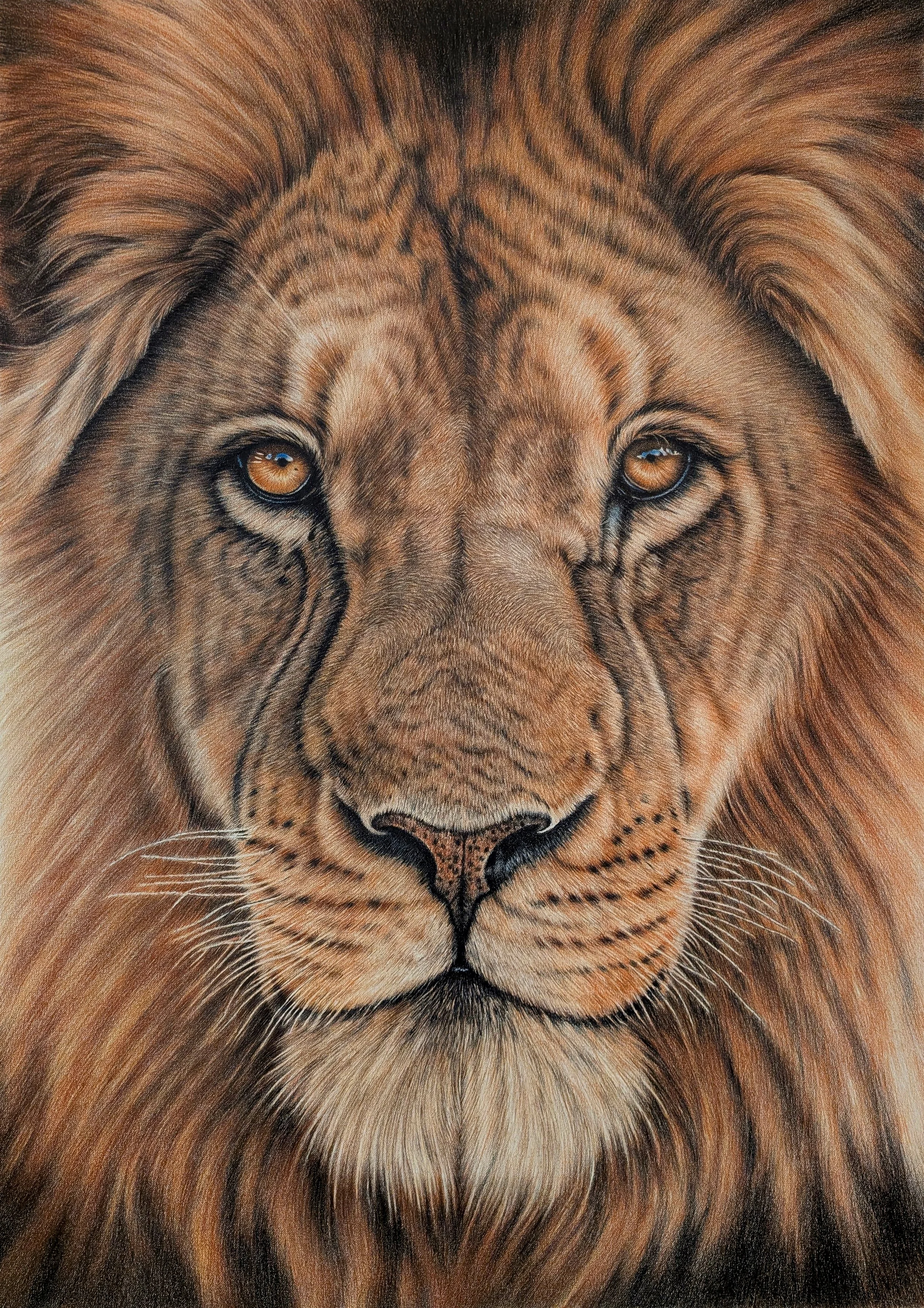 LionDrawing.jpg