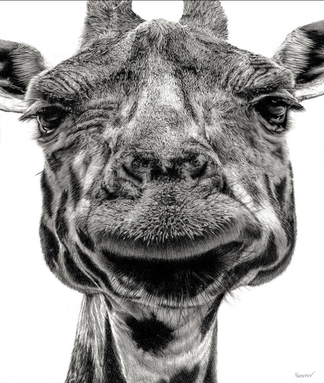 Realistic drawing of giraffe