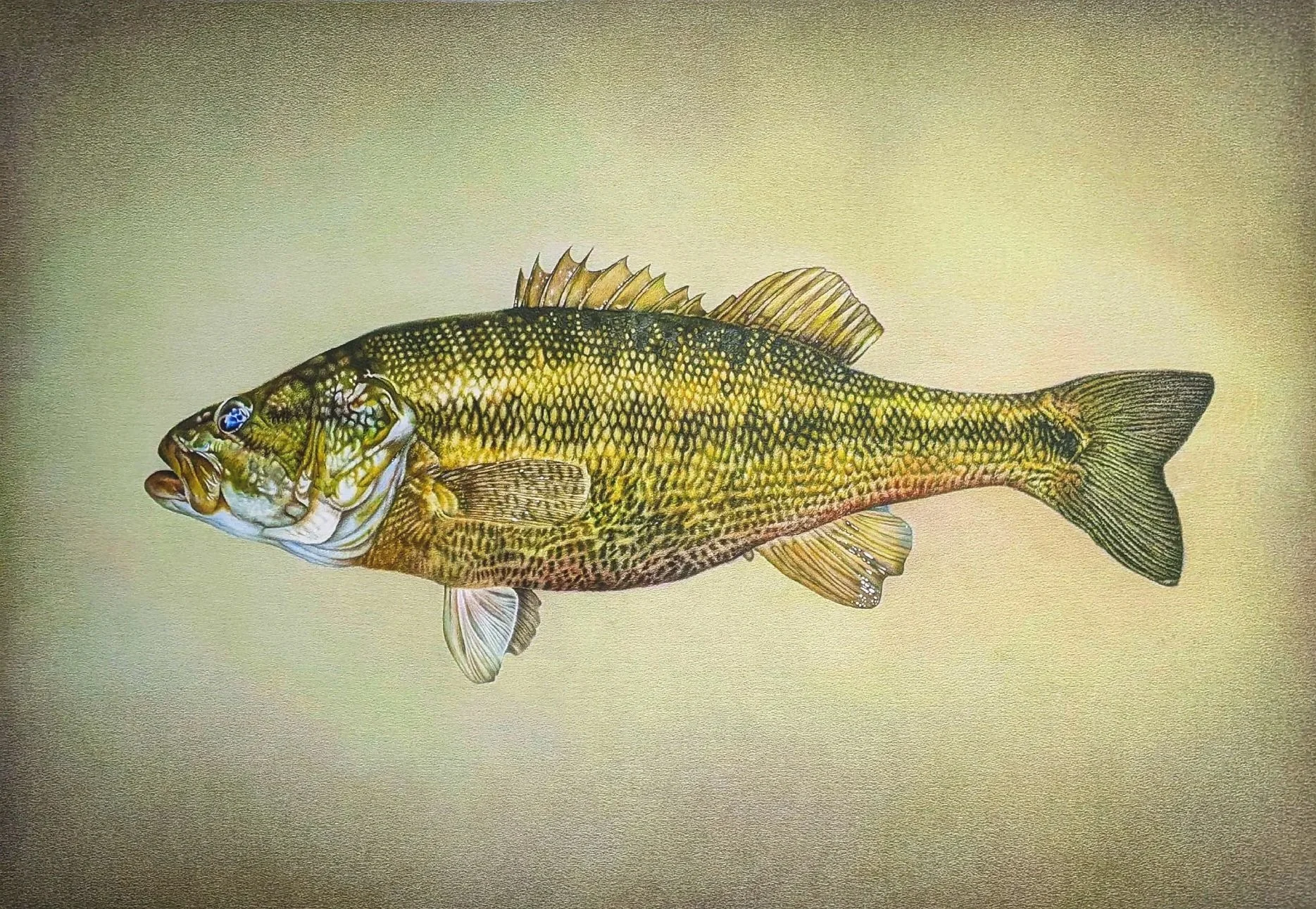 Alabama+Spotted+Bass+Final.jpg