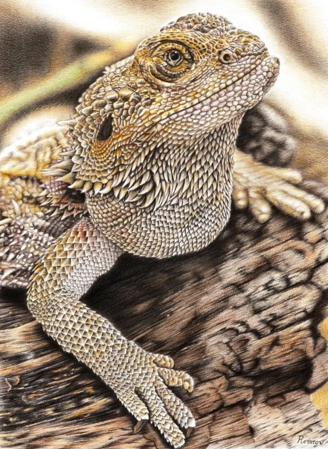 Bearded+Dragon.jpg