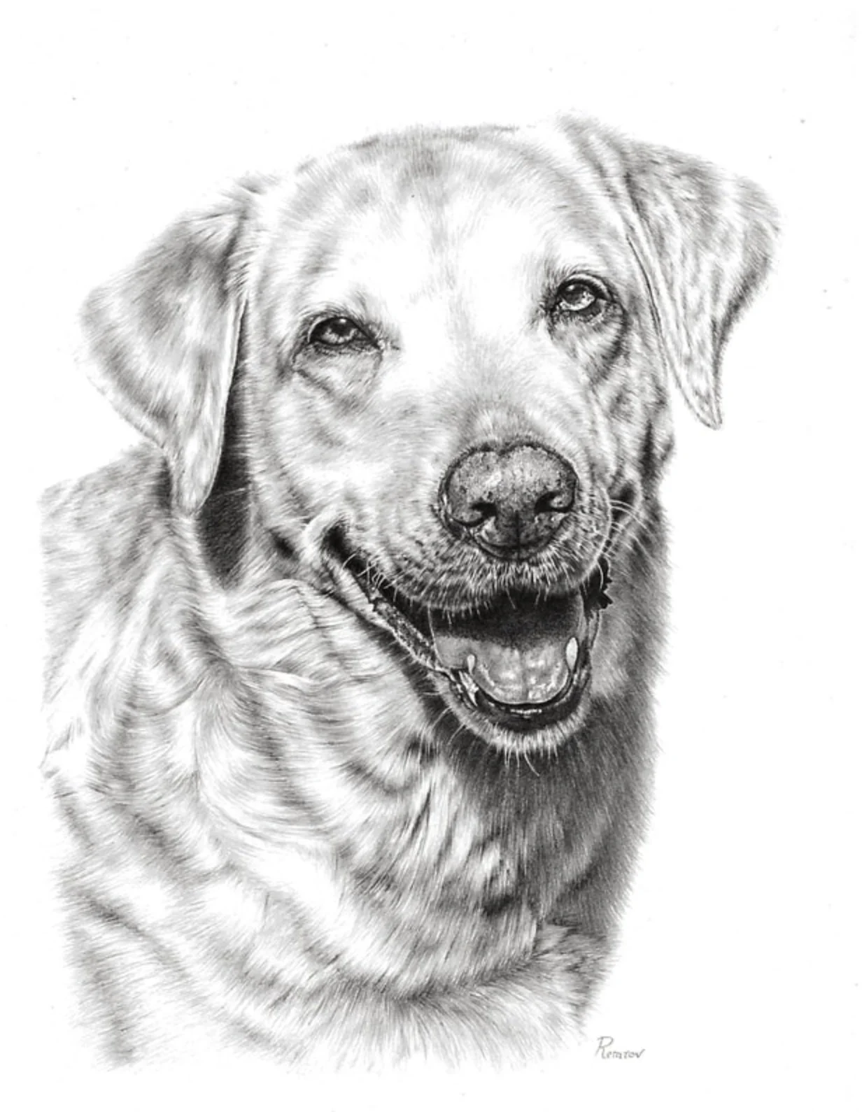 Realistic drawing of a Golden Retriever