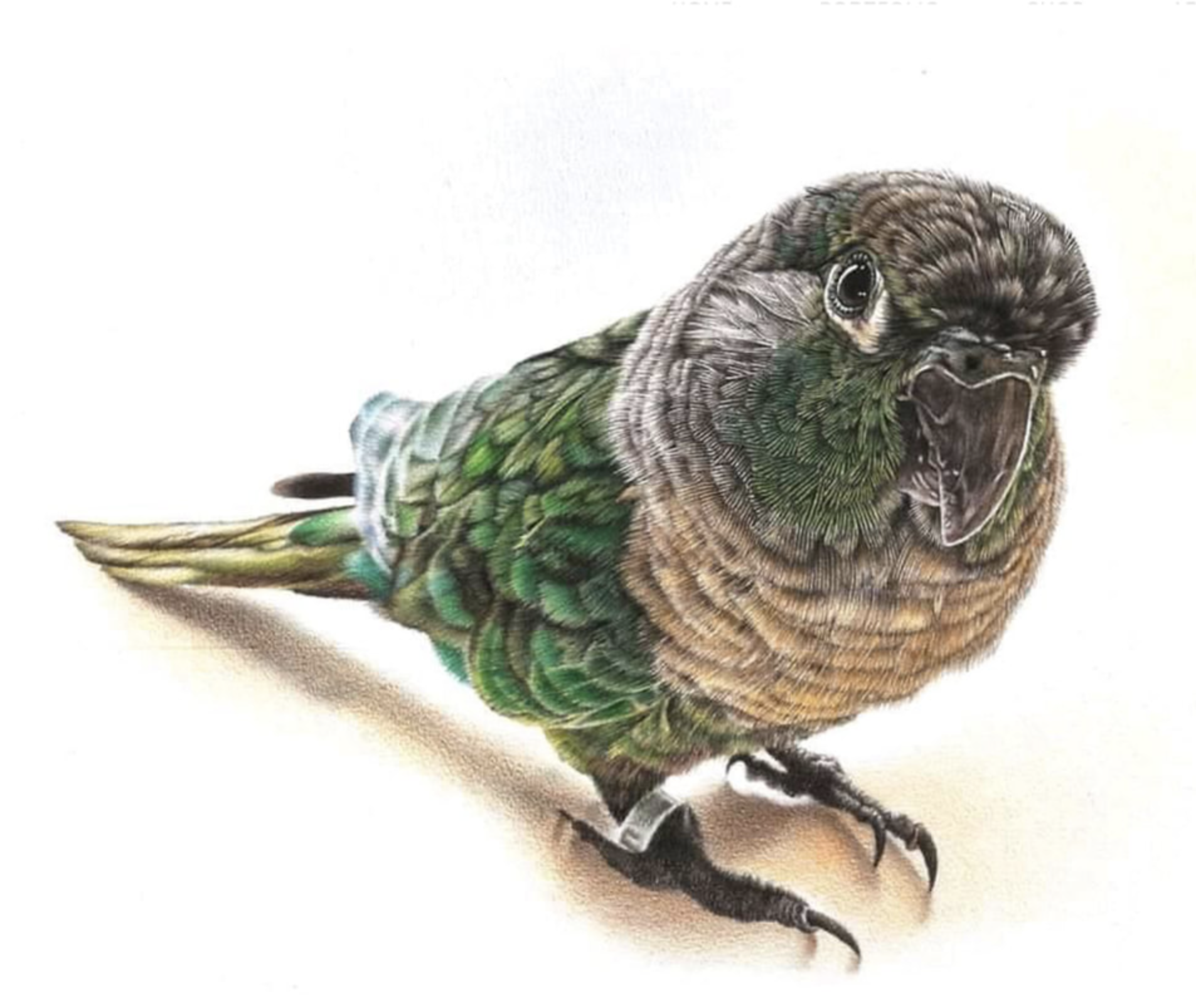 Green Cheek Conure.jpg