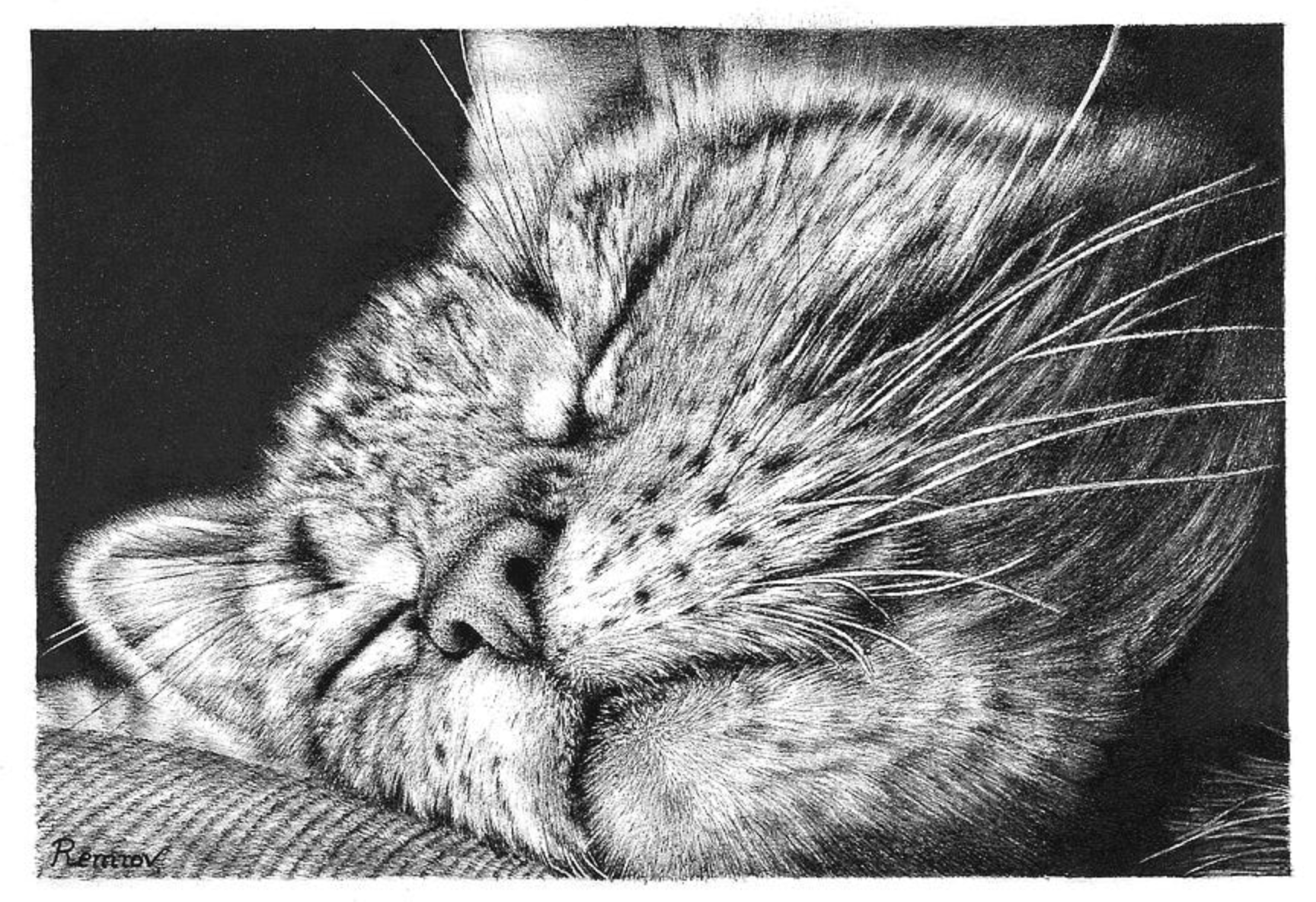 Sleeping Cat.jpg