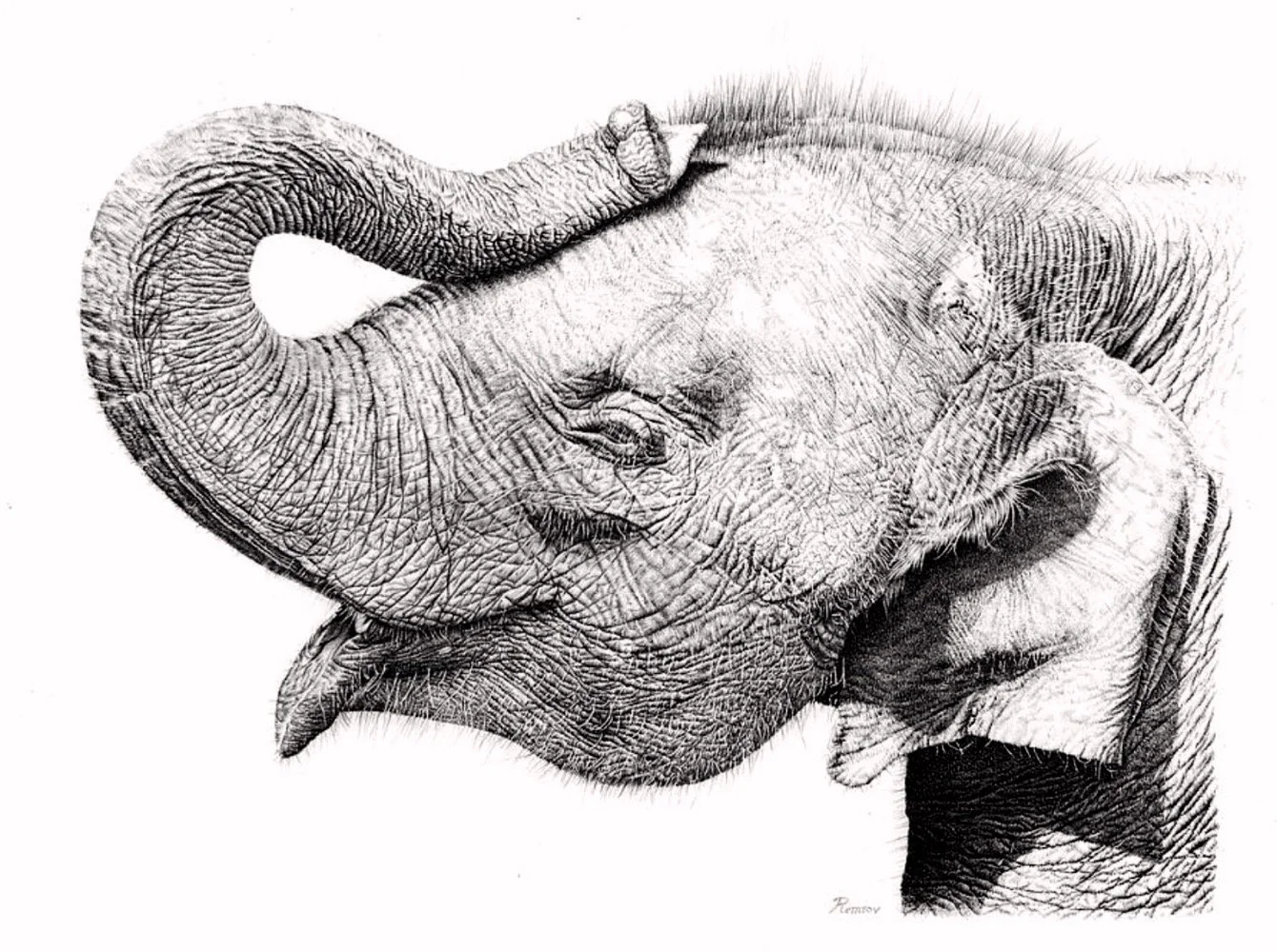 Baby Elephant.jpg
