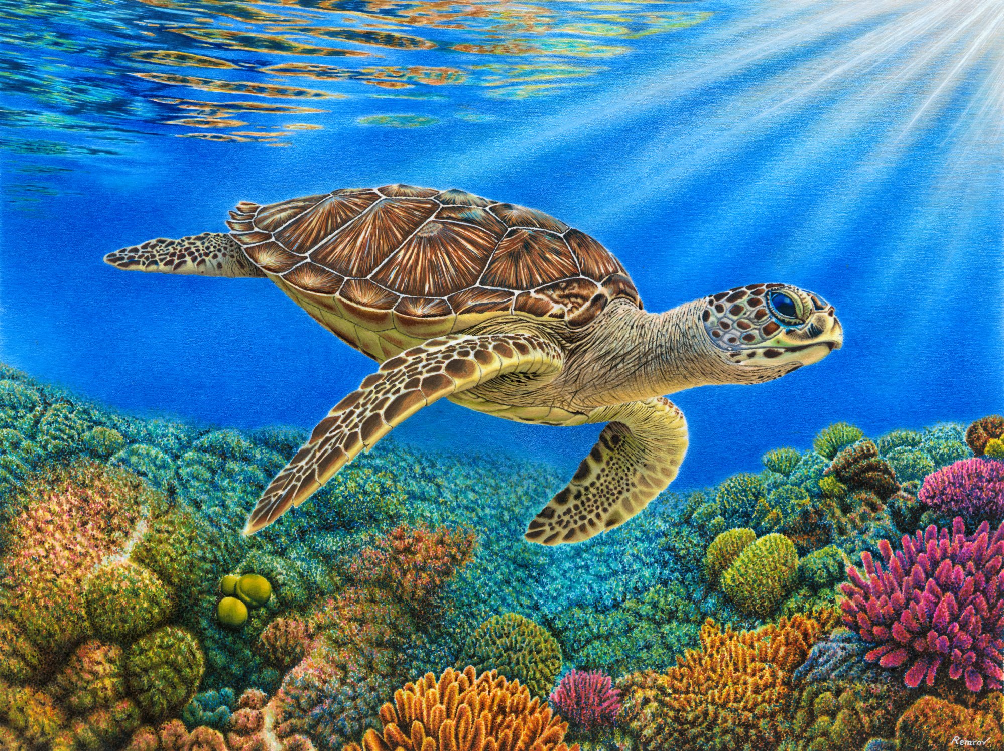'Sea Turtle' Limited Edition Print (22" × 30")