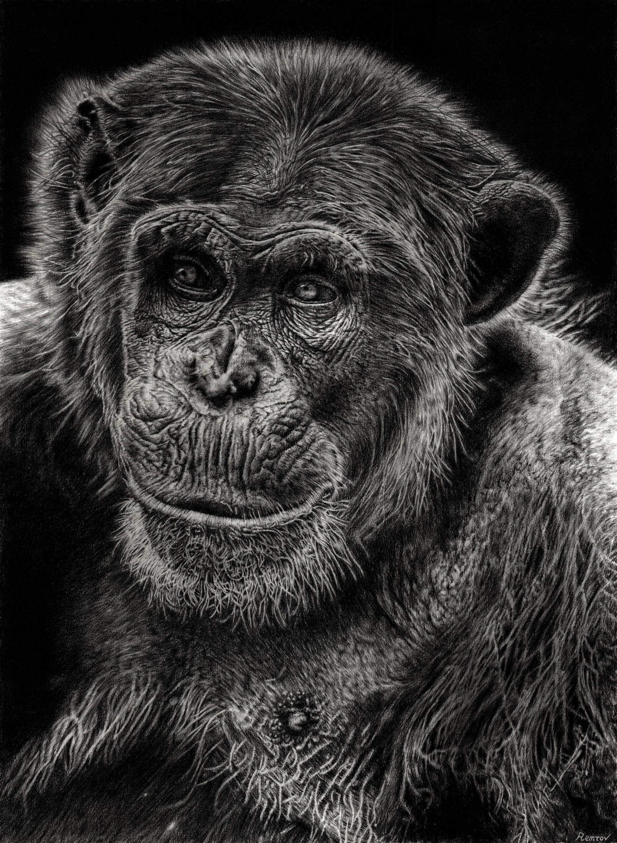 Chimpanzee Drawing LAP.jpg