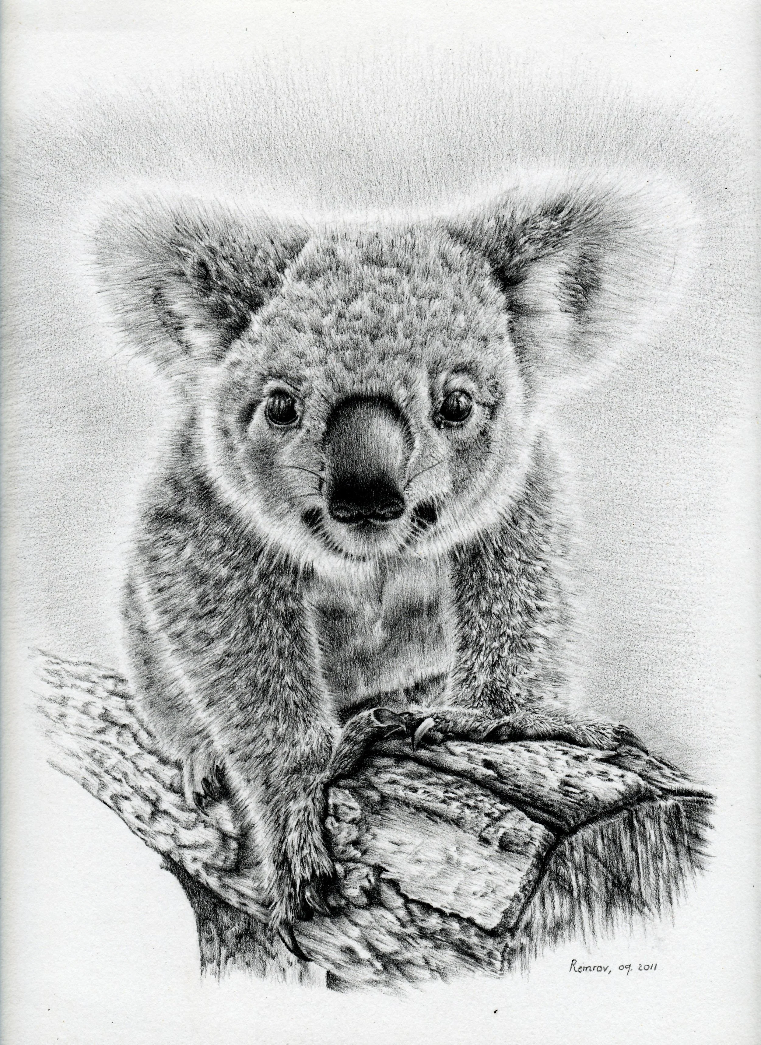 Koala Oxley Twinkles.jpg