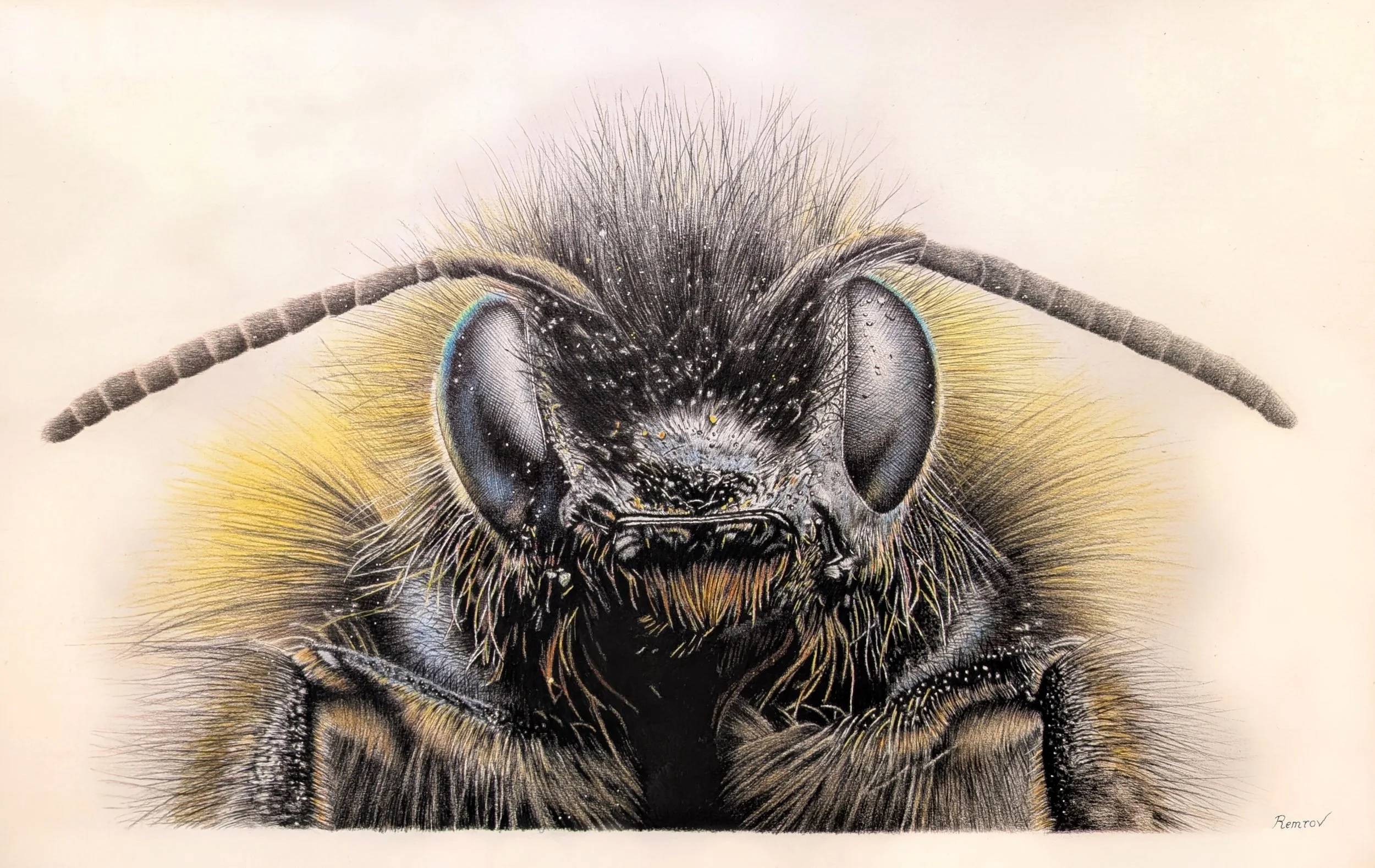Bumble Bee Prints Website.jpg