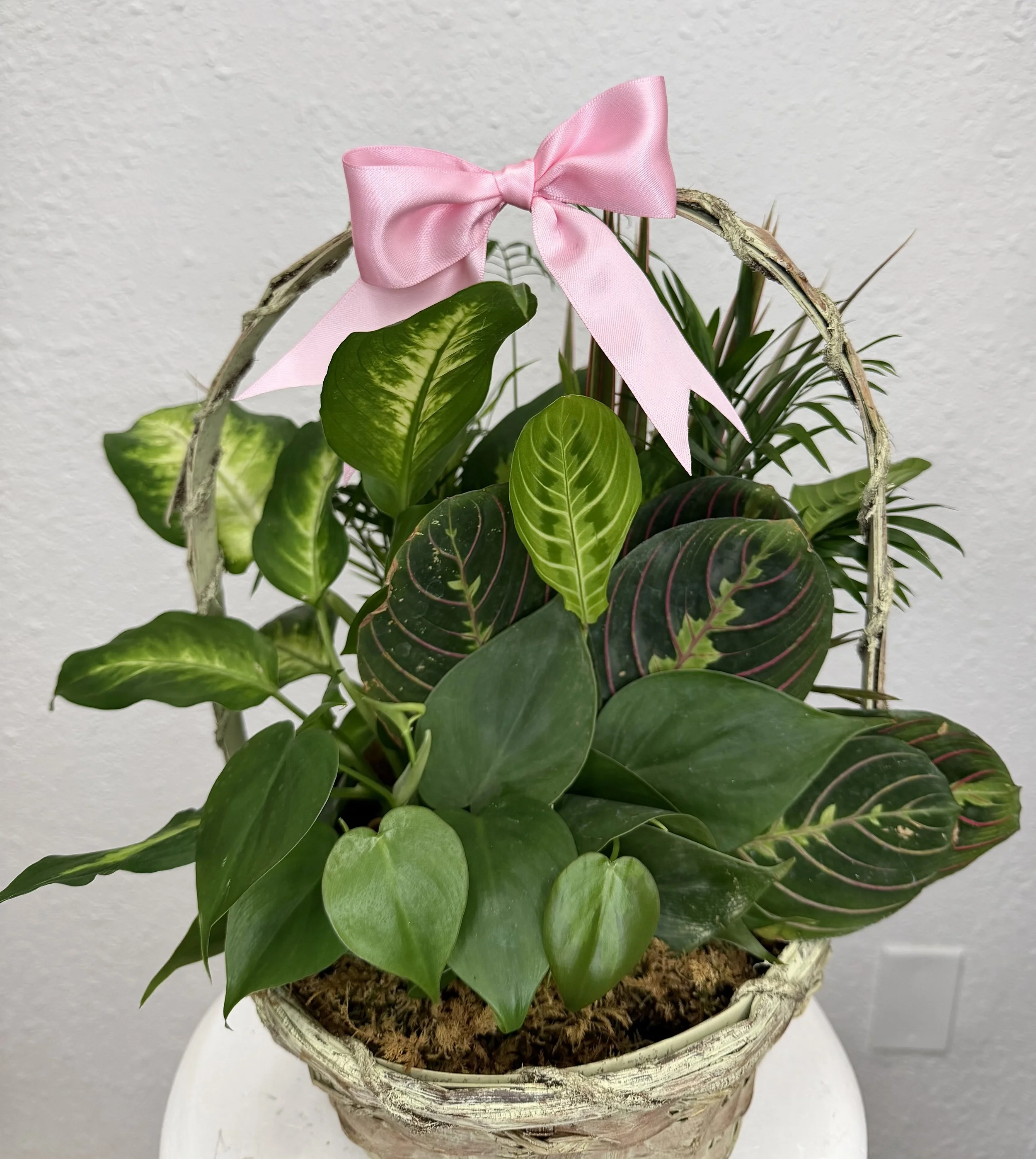 Dish Garden