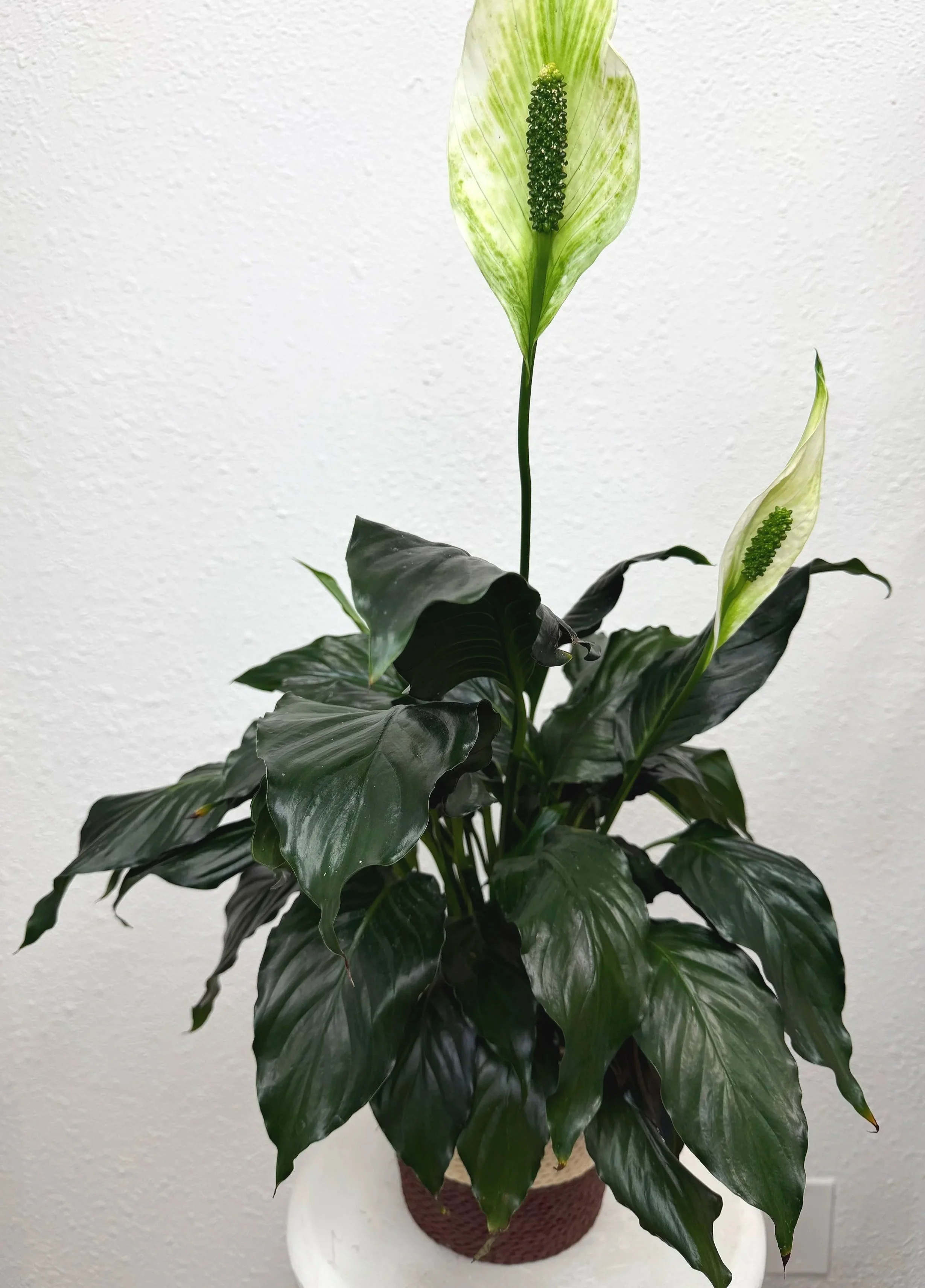 Peace Lily