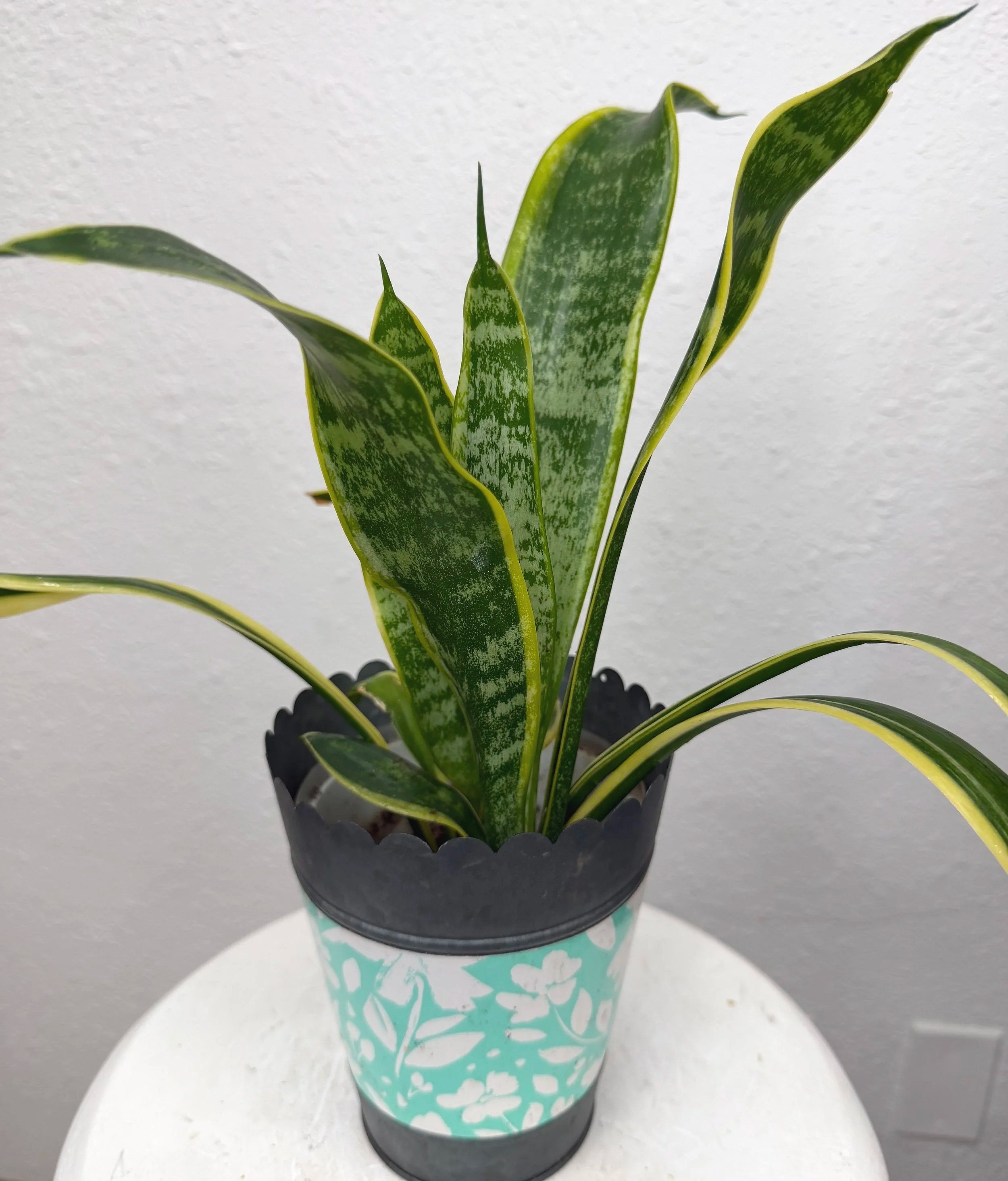 Snake plant