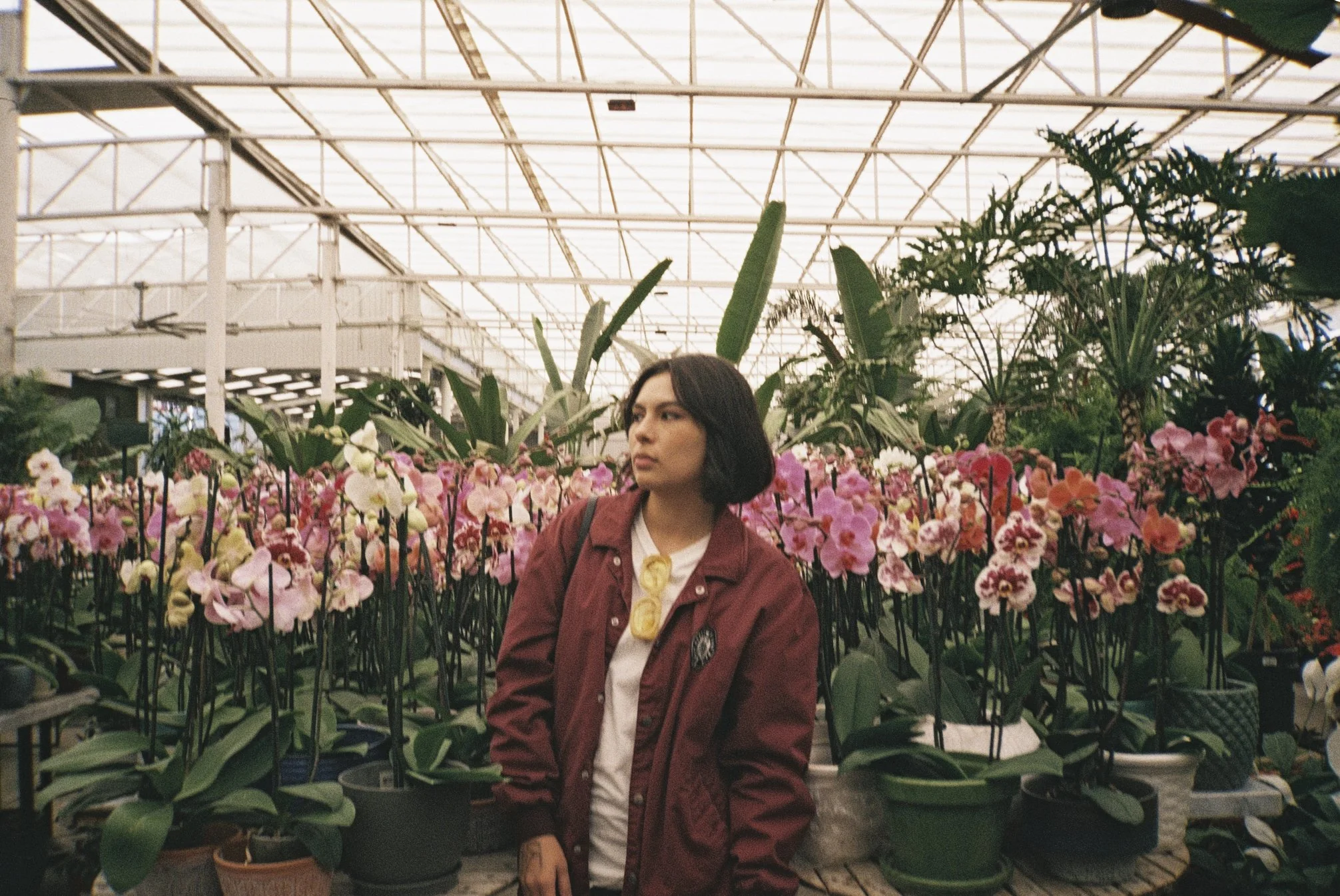 Orchids