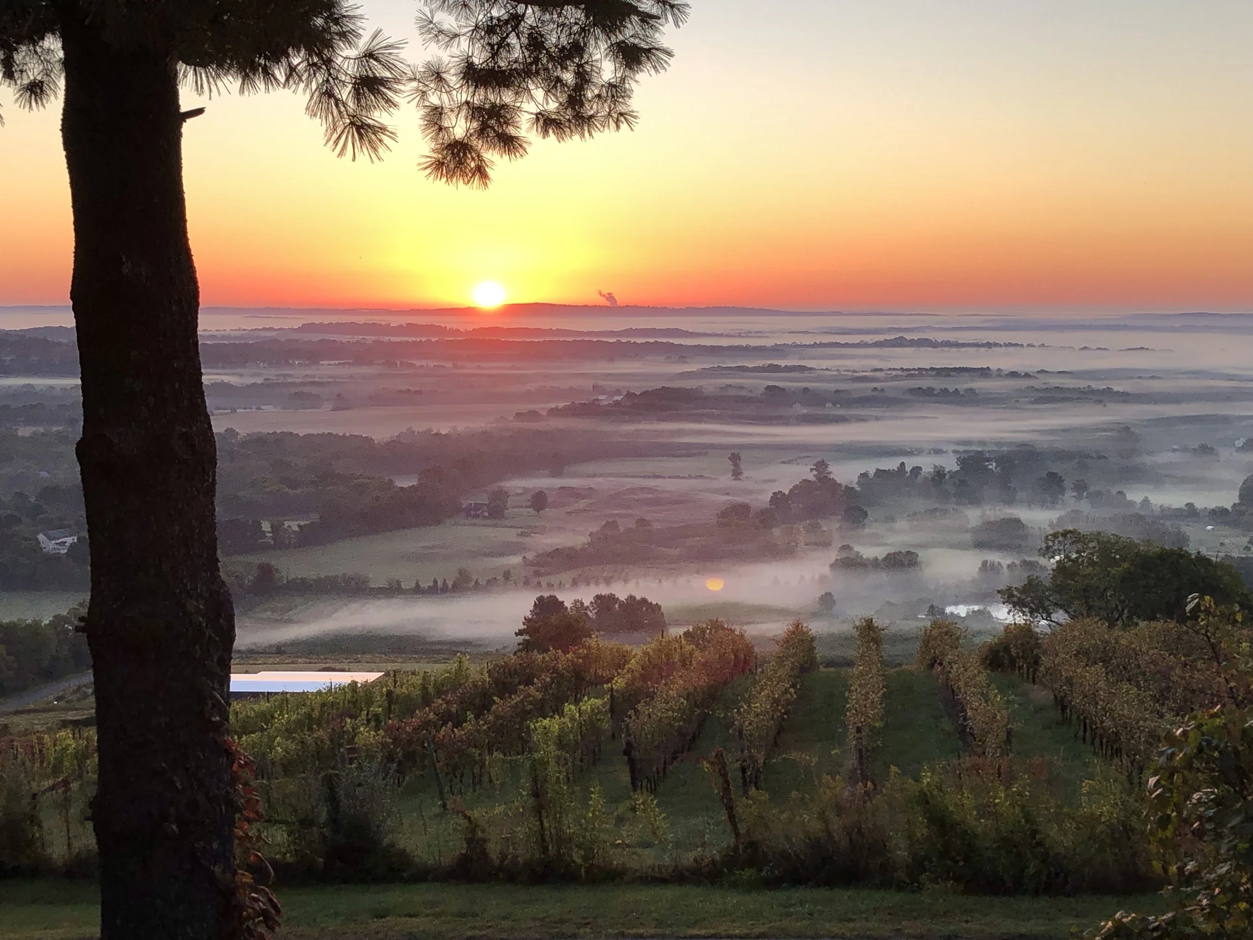 A landscape view of a sunrise over rolling hills with fog, trees, and a vineyard in the foreground, with a large tree on the left side.