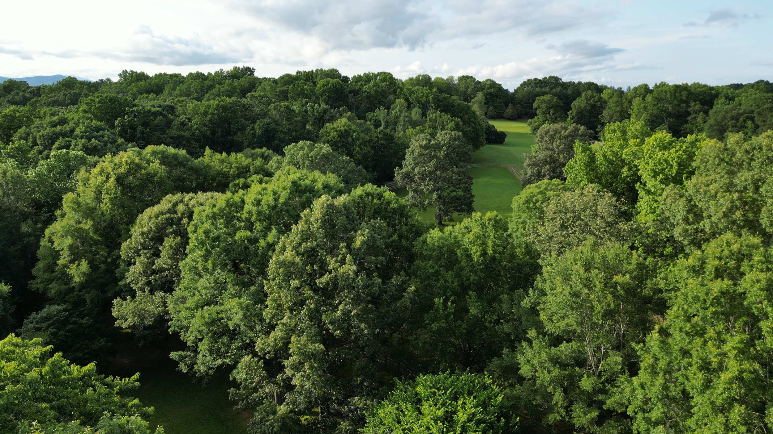 Aerial view of a lush green forest with a small clearing and a pathway visible among the trees, under a partly cloudy sky.