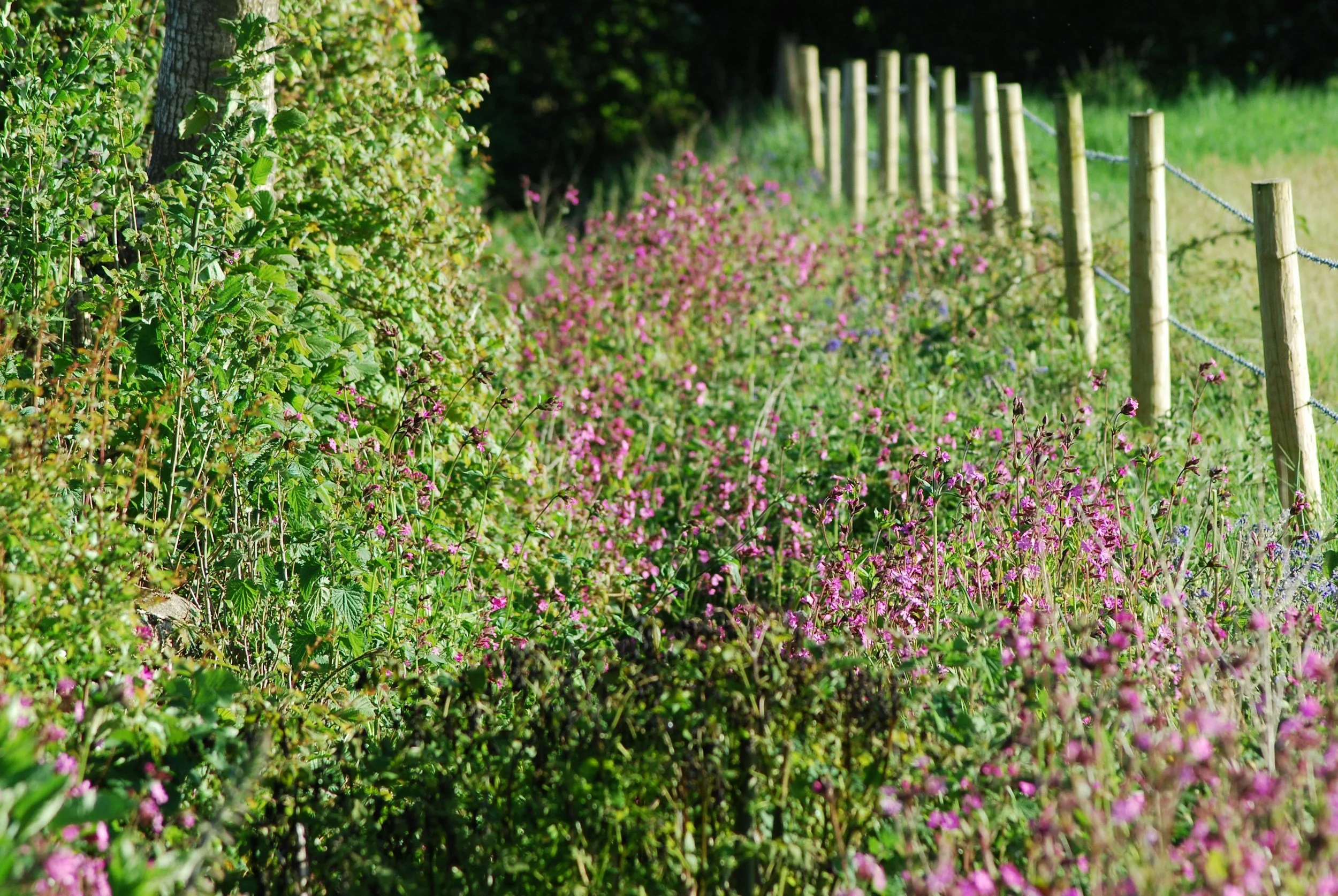 A lush green roadside with a wooden fence and pink wildflowers, under a partly cloudy sky.