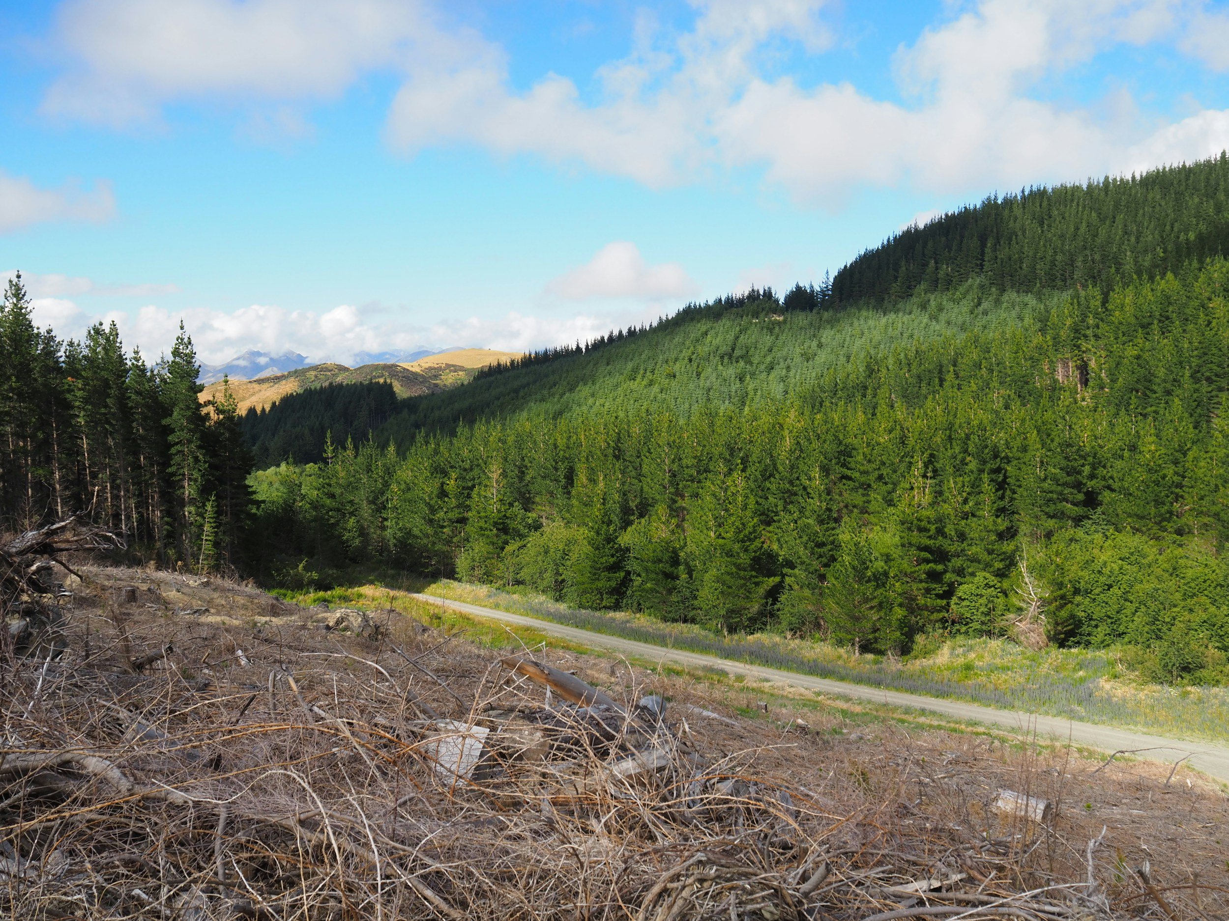 A landscape with a dirt road in the foreground, dense green forests on rolling hills, and a partly cloudy blue sky.
