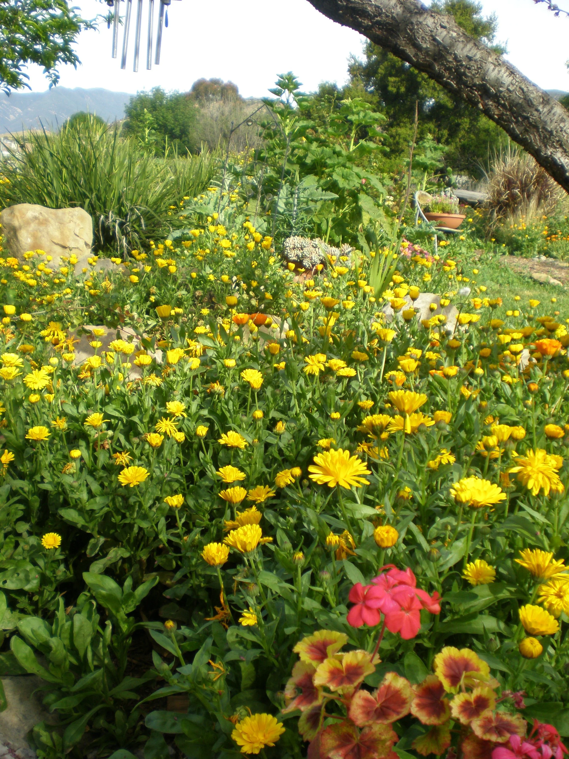 Our garden