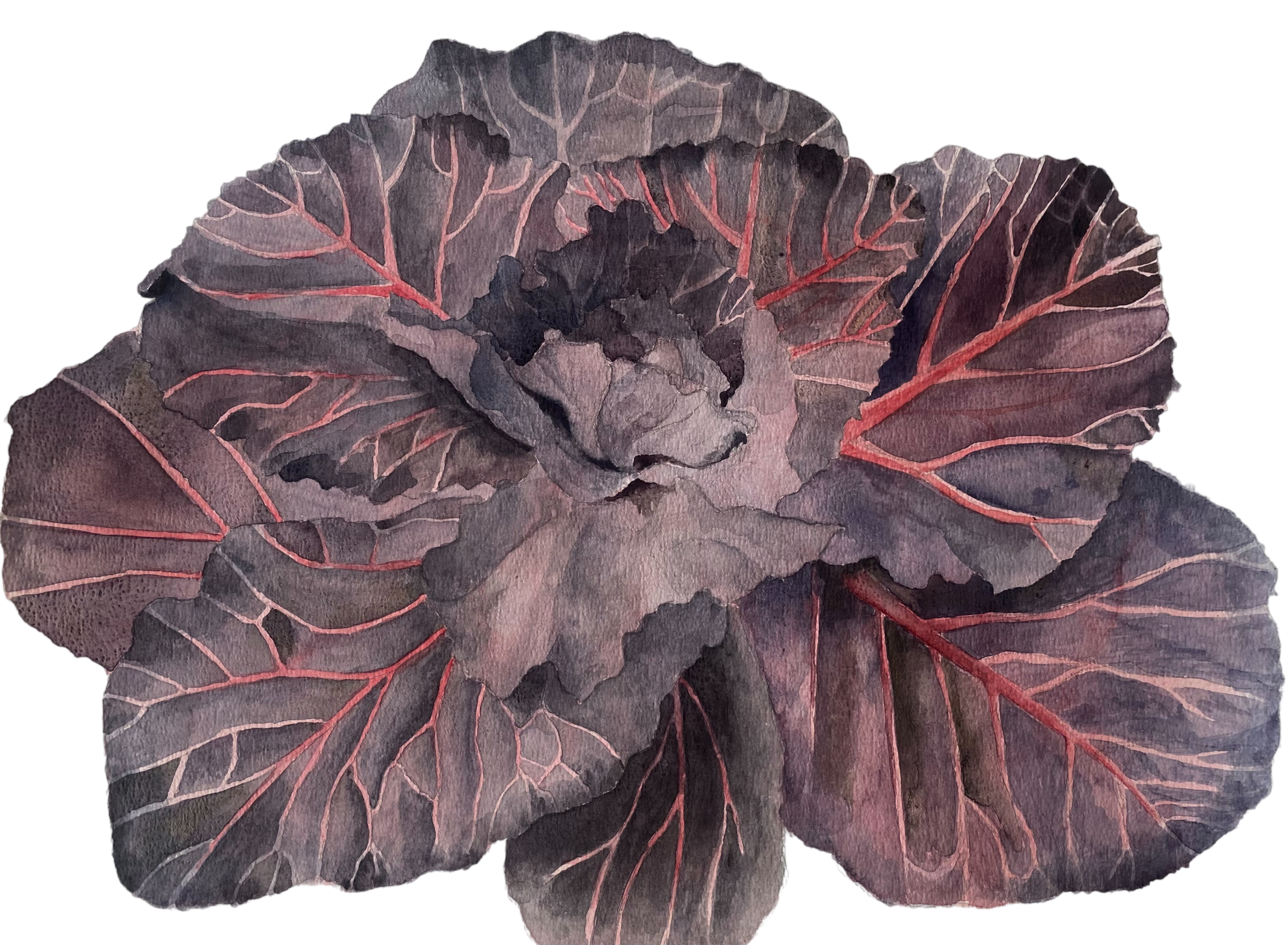 cabbage-Photoroom.png