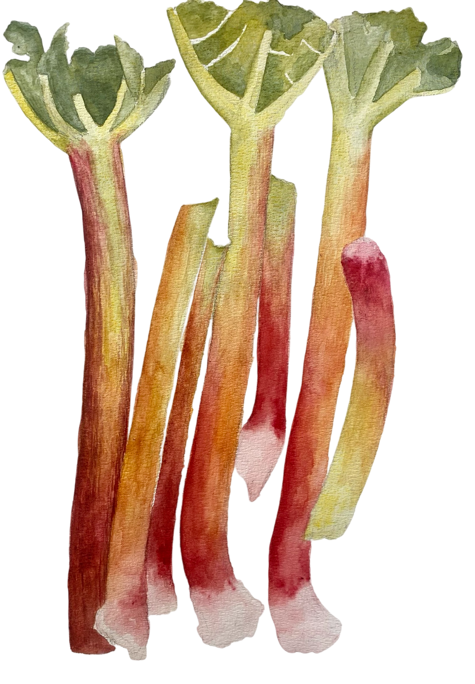 Rhubarb.png
