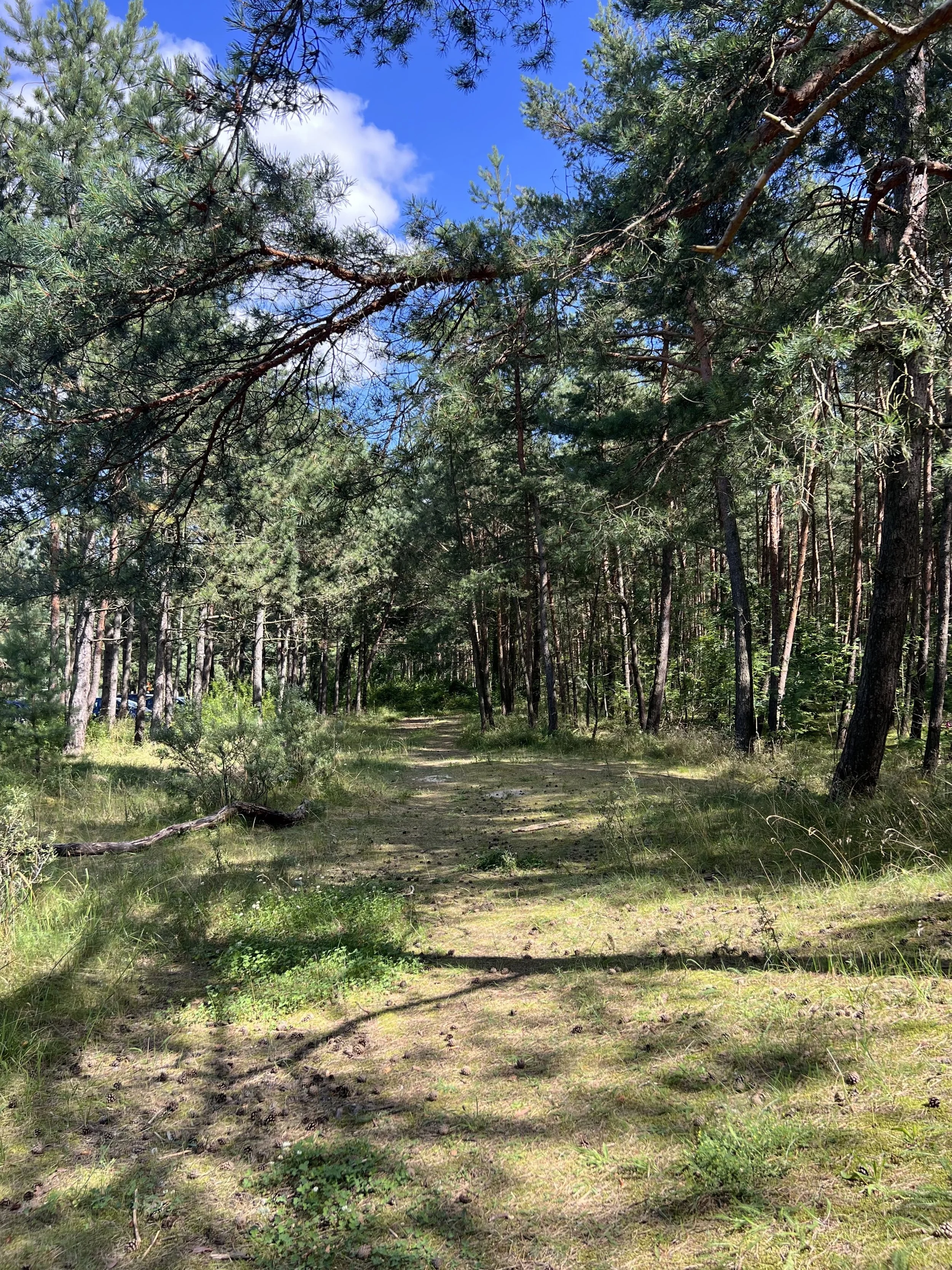 A dirt trail through a pine forest with tall trees and blue skies.