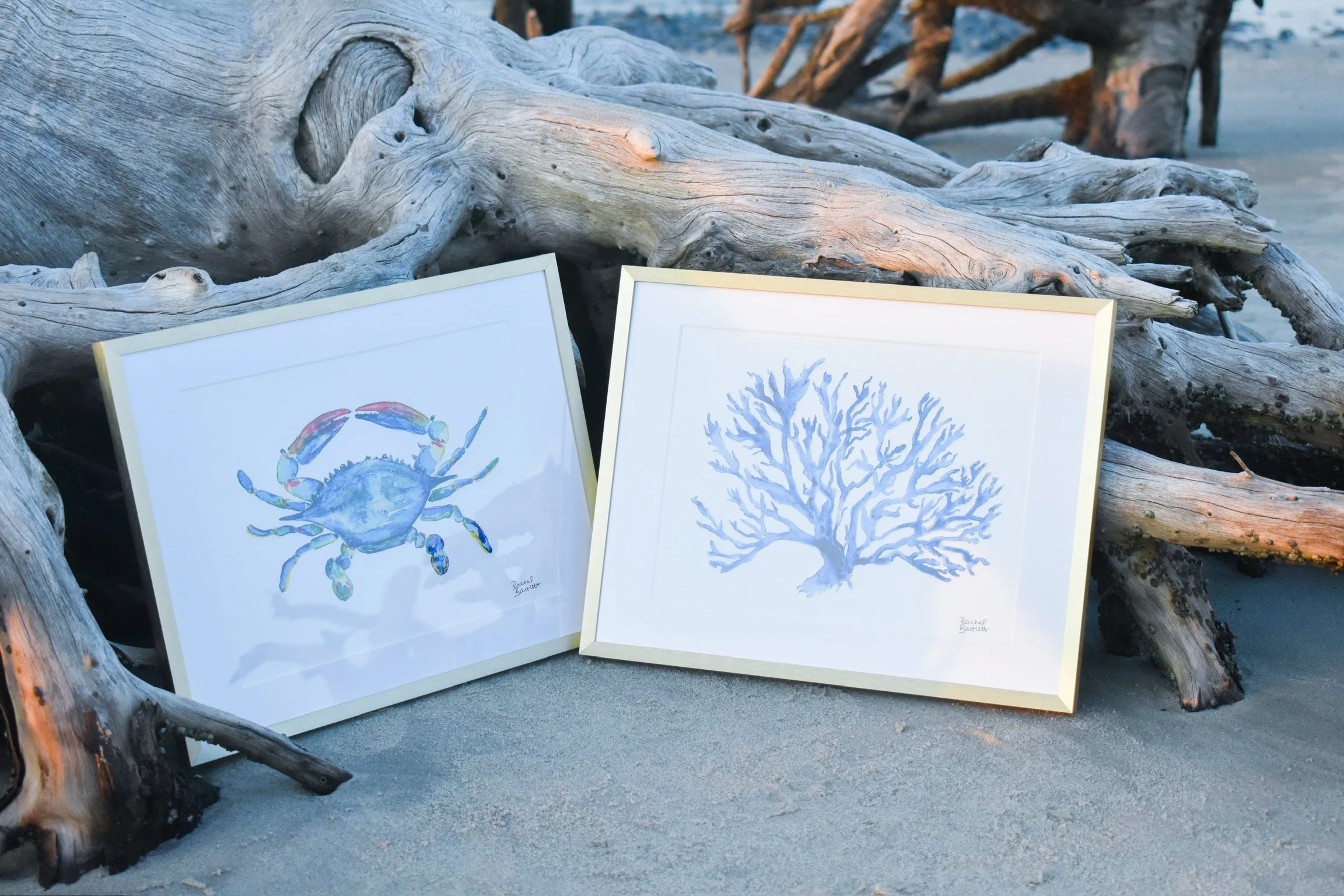 Two framed watercolor paintings, one of a blue crab and the other of a coral, leaning against a large weathered driftwood log on a sandy surface.
