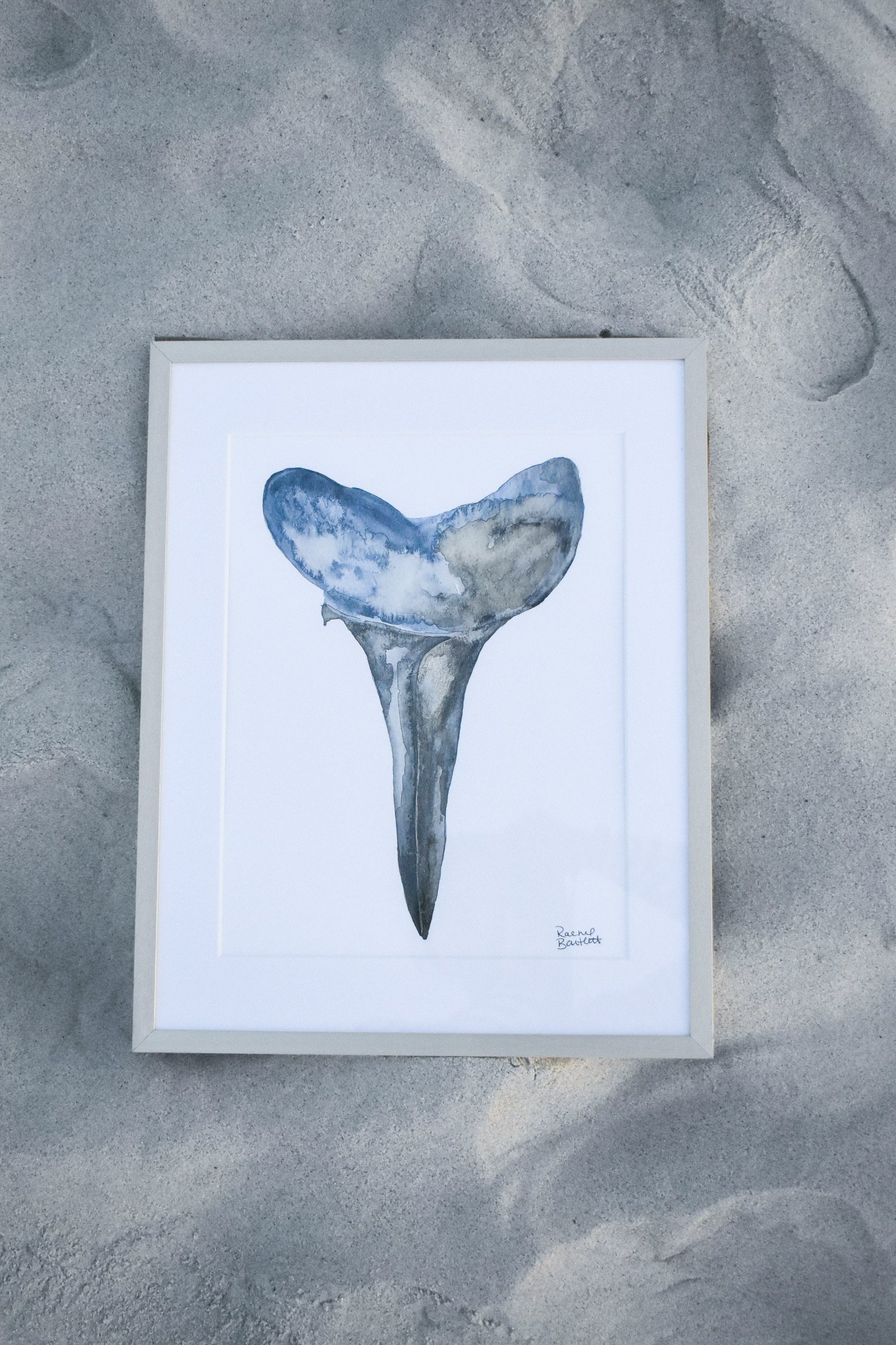 Watercolor painting of a shark tooth on white paper, framed in white, signed by Rachel Bartlett.