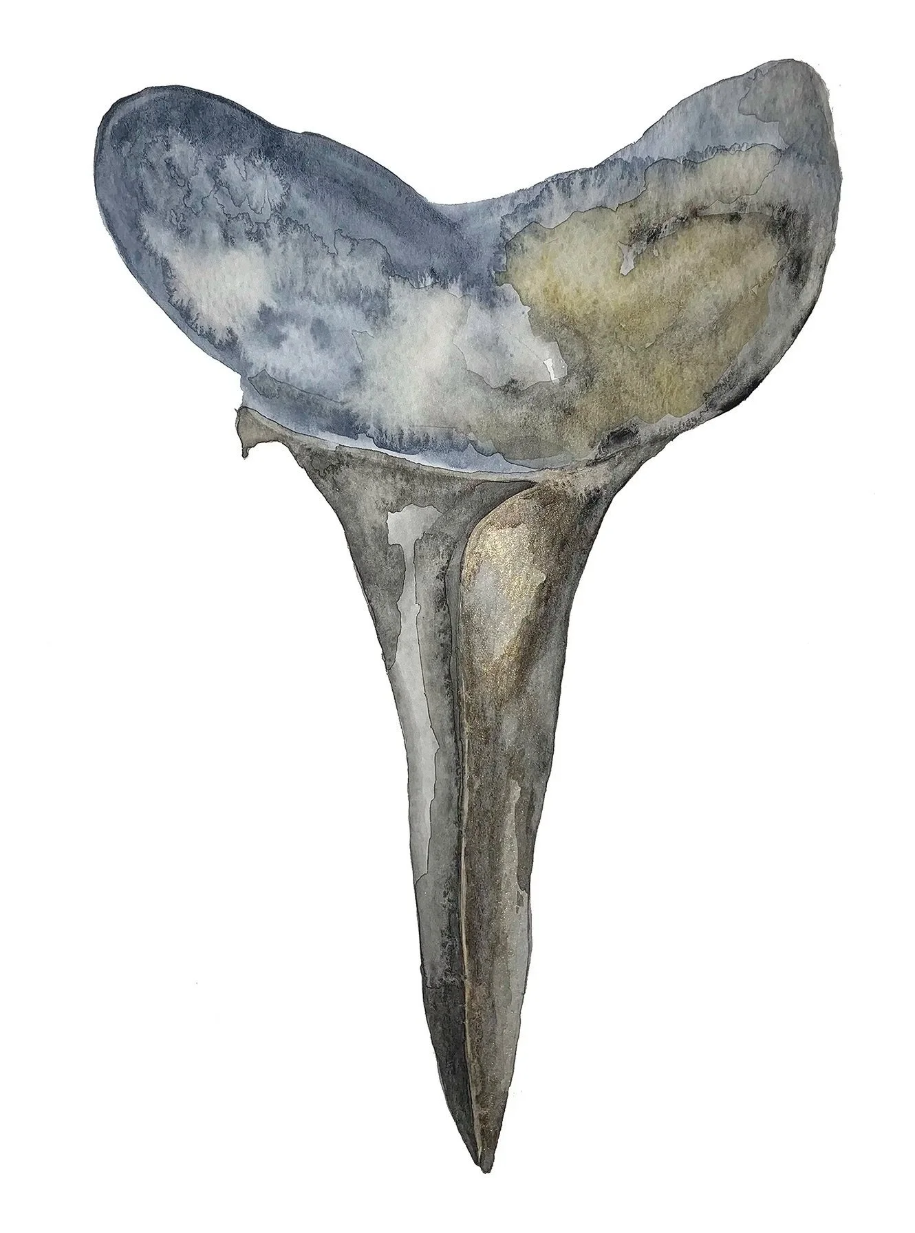 Tylerssharkstooth.jpg