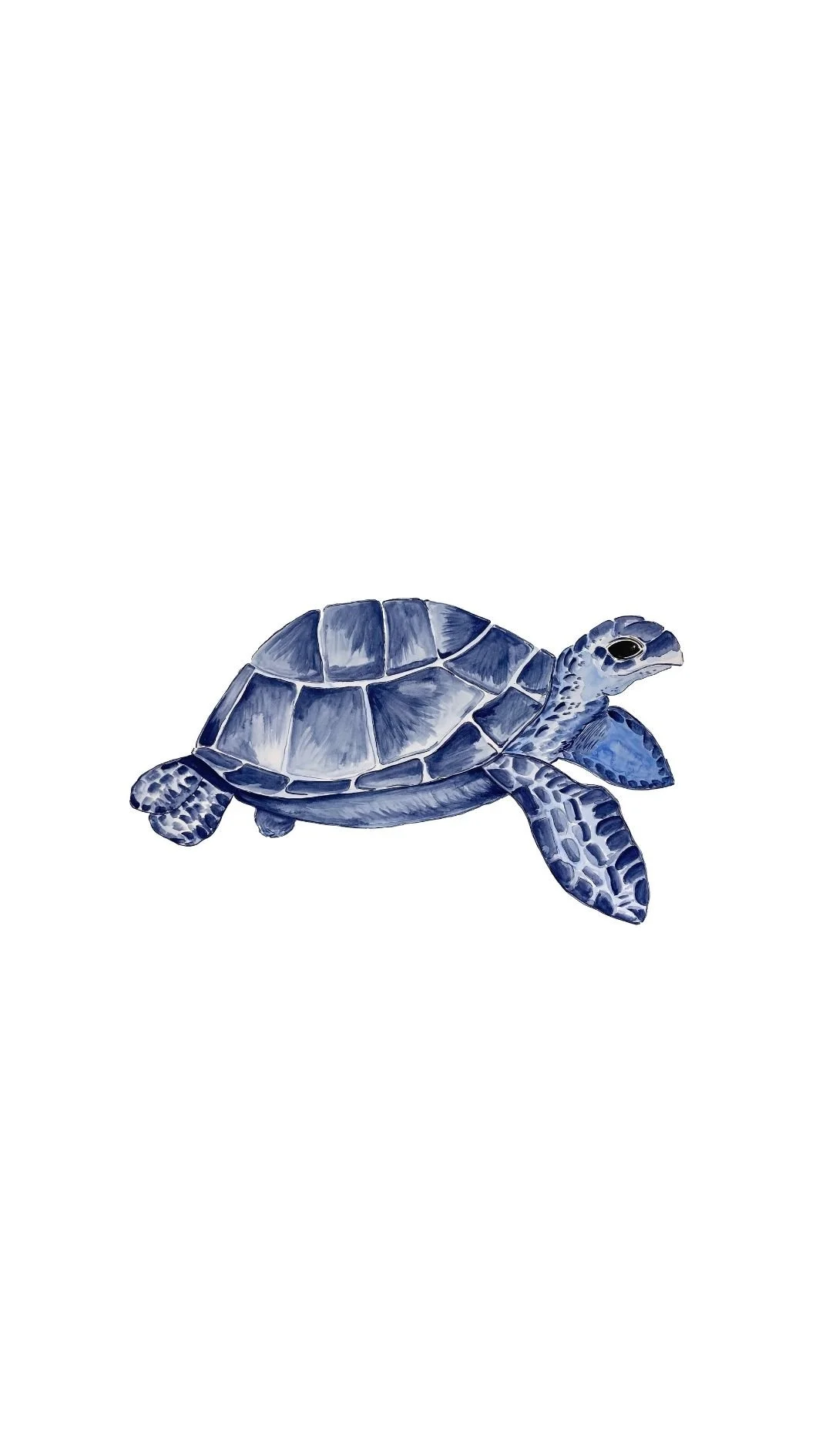 Turtle.jpg