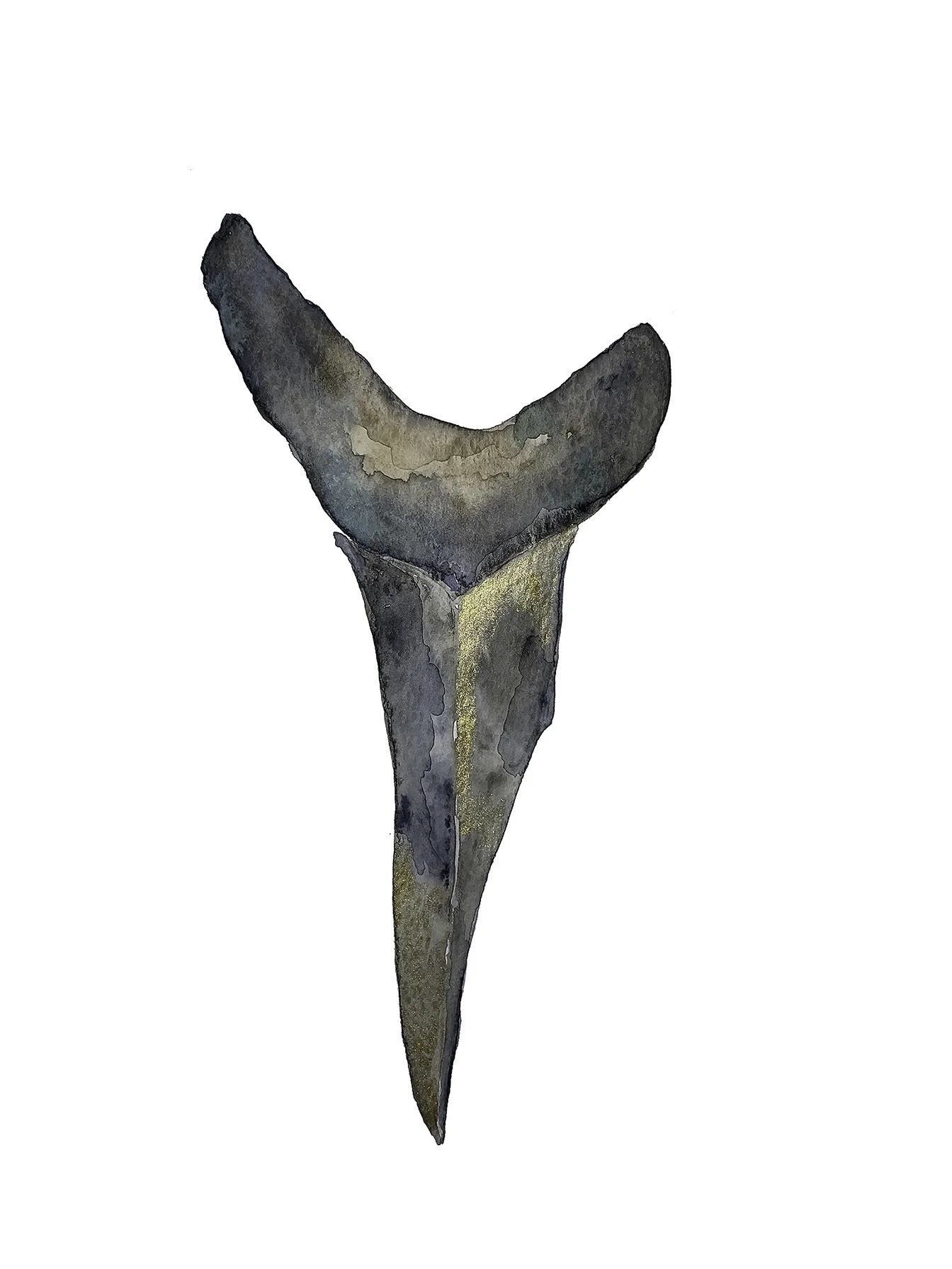 Shark 1