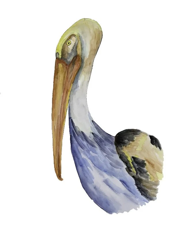 Pelicanpete.jpeg
