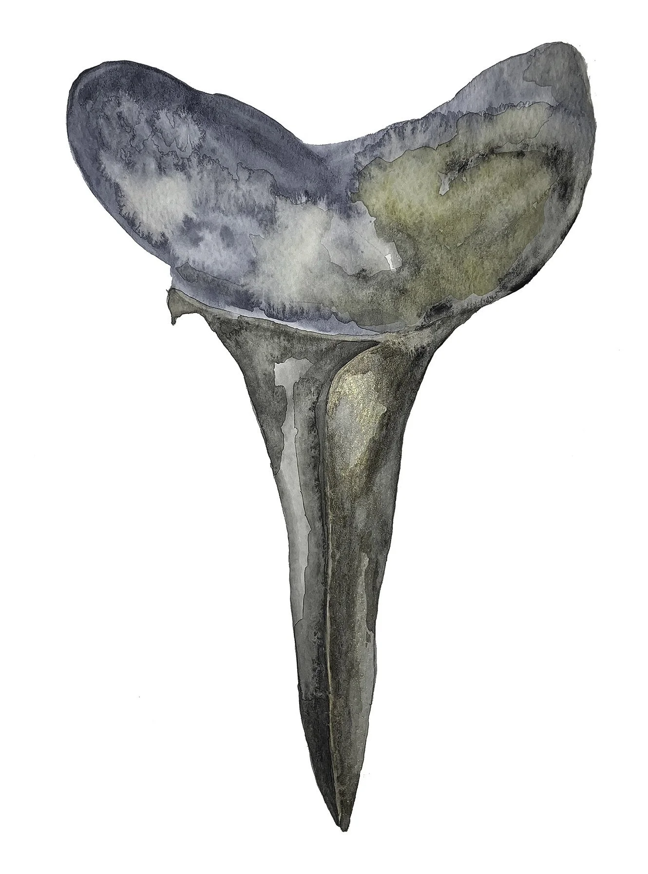 Shark 6