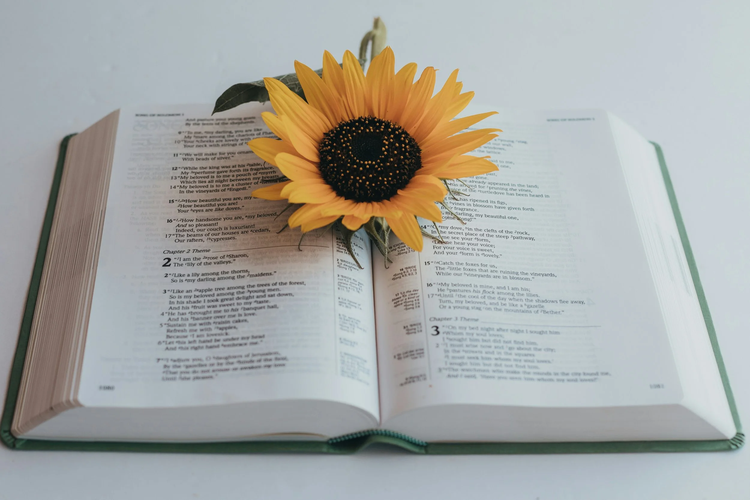 An open book with a sunflower resting on its pages, set against a plain background.