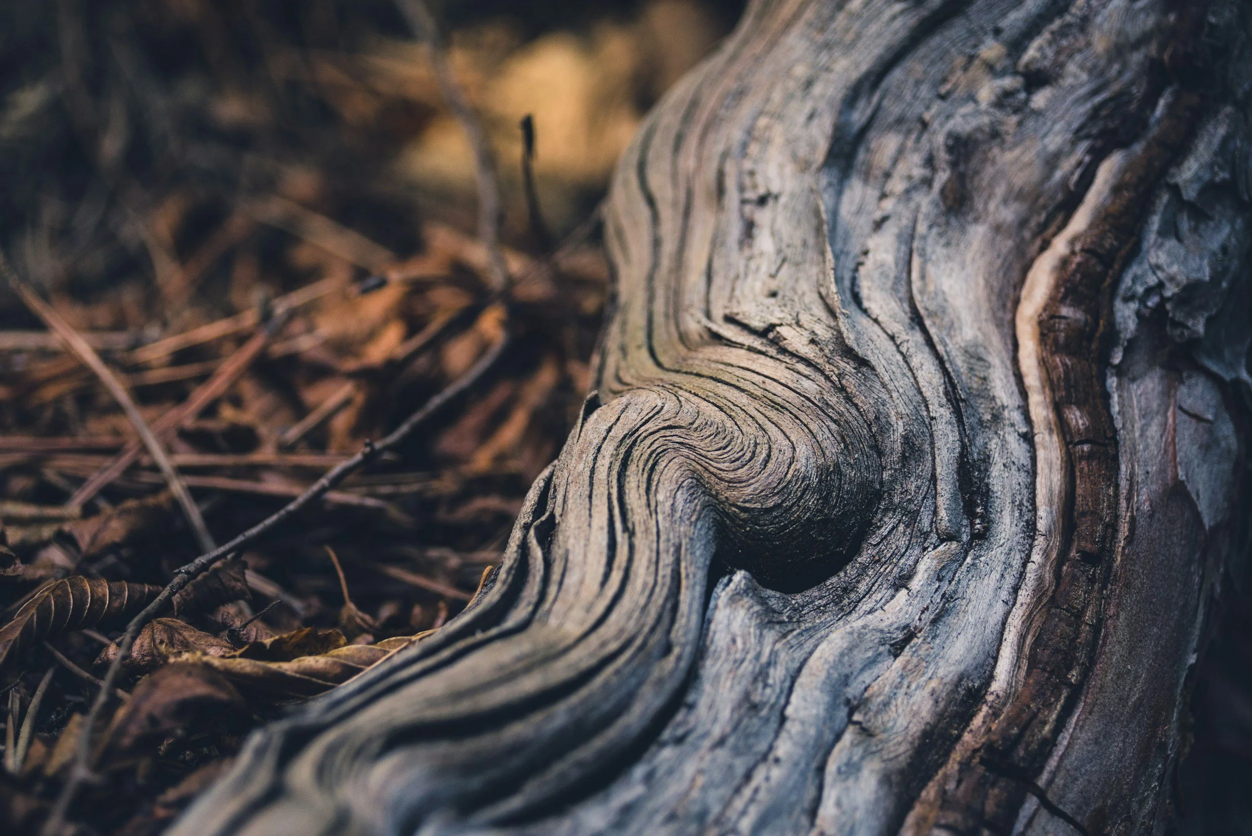 Close-up of a weathered tree log lying on forest floor with fallen leaves and twigs around.