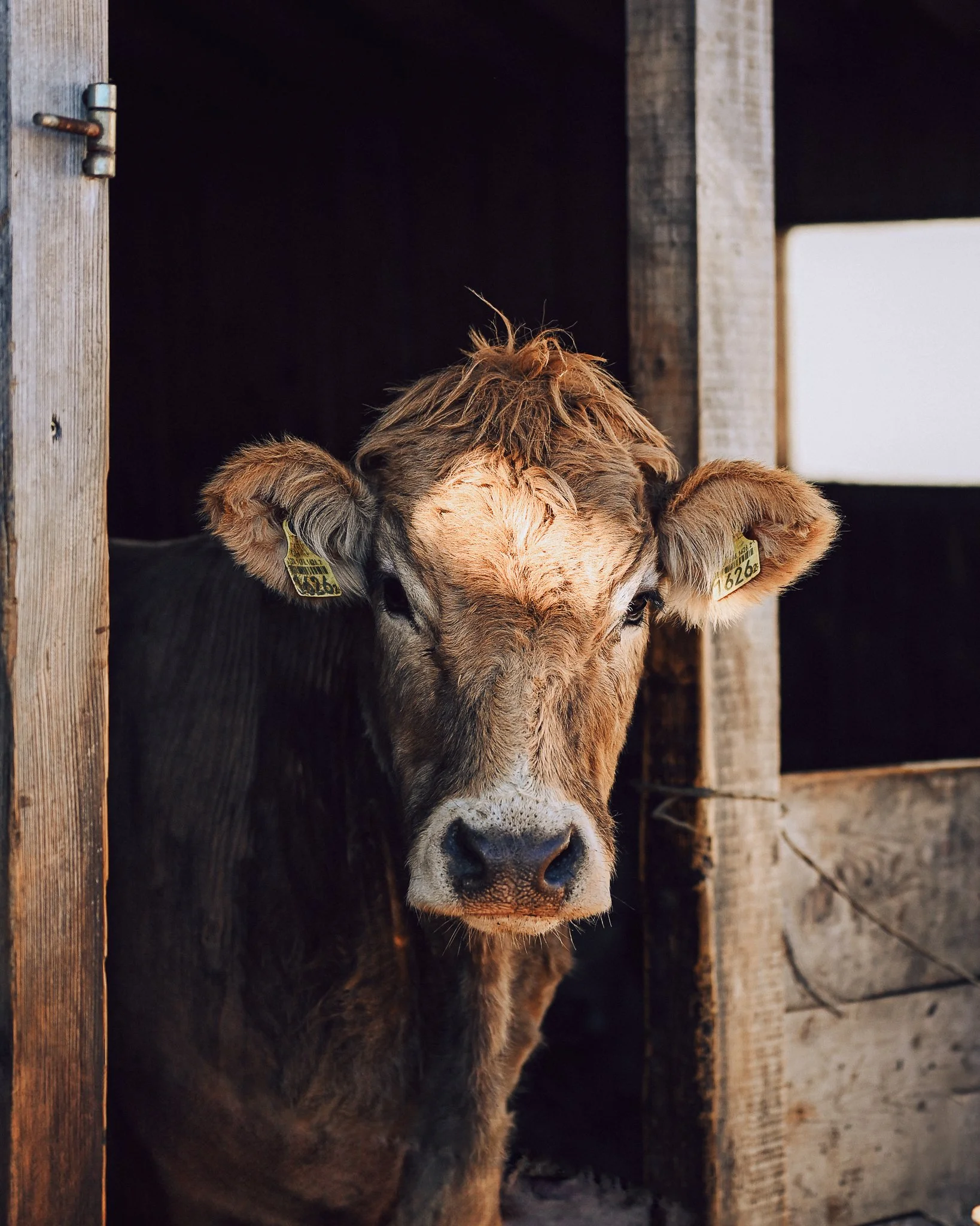 swiss (1 of 14).jpg