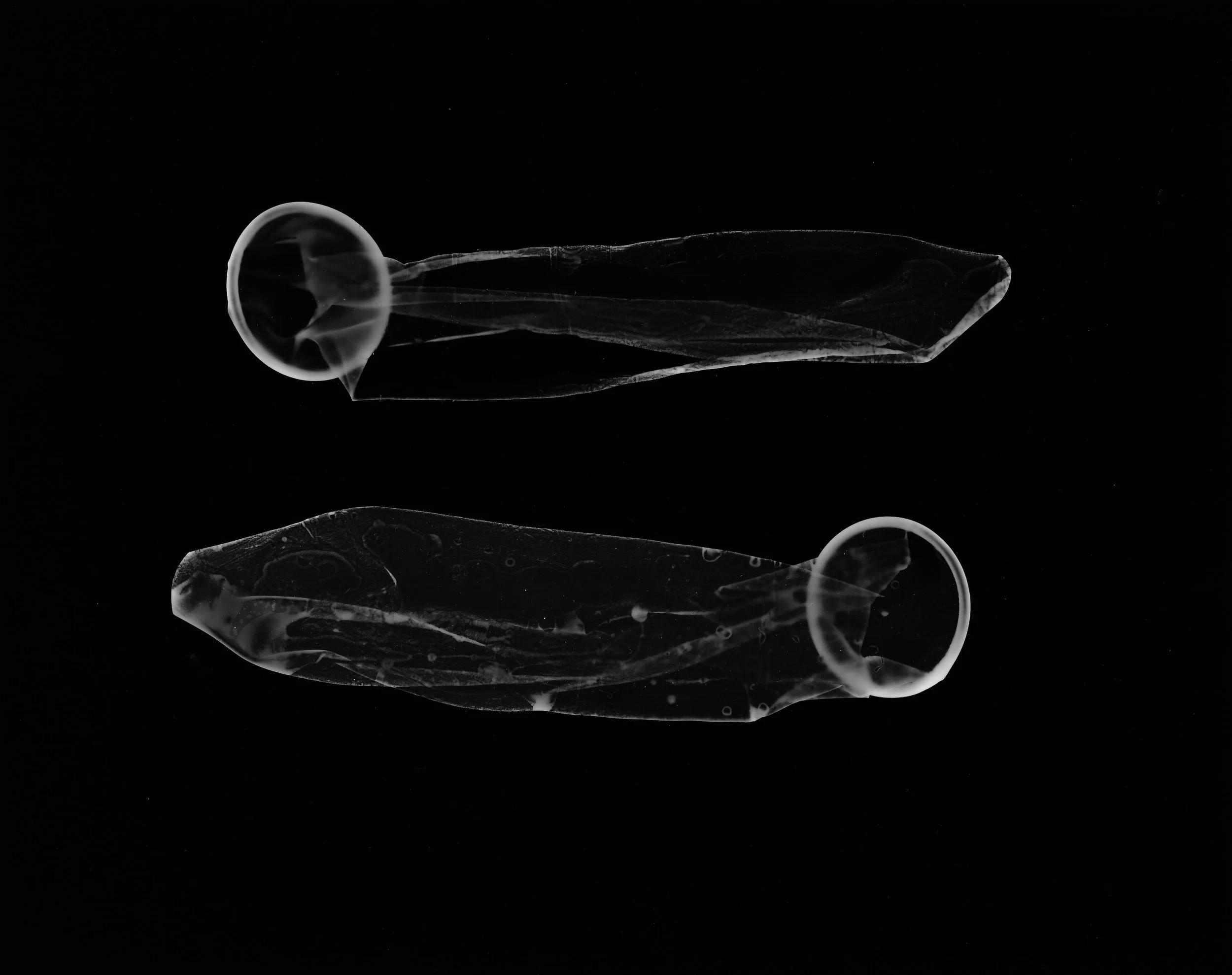 Untitled Photogram, 2024