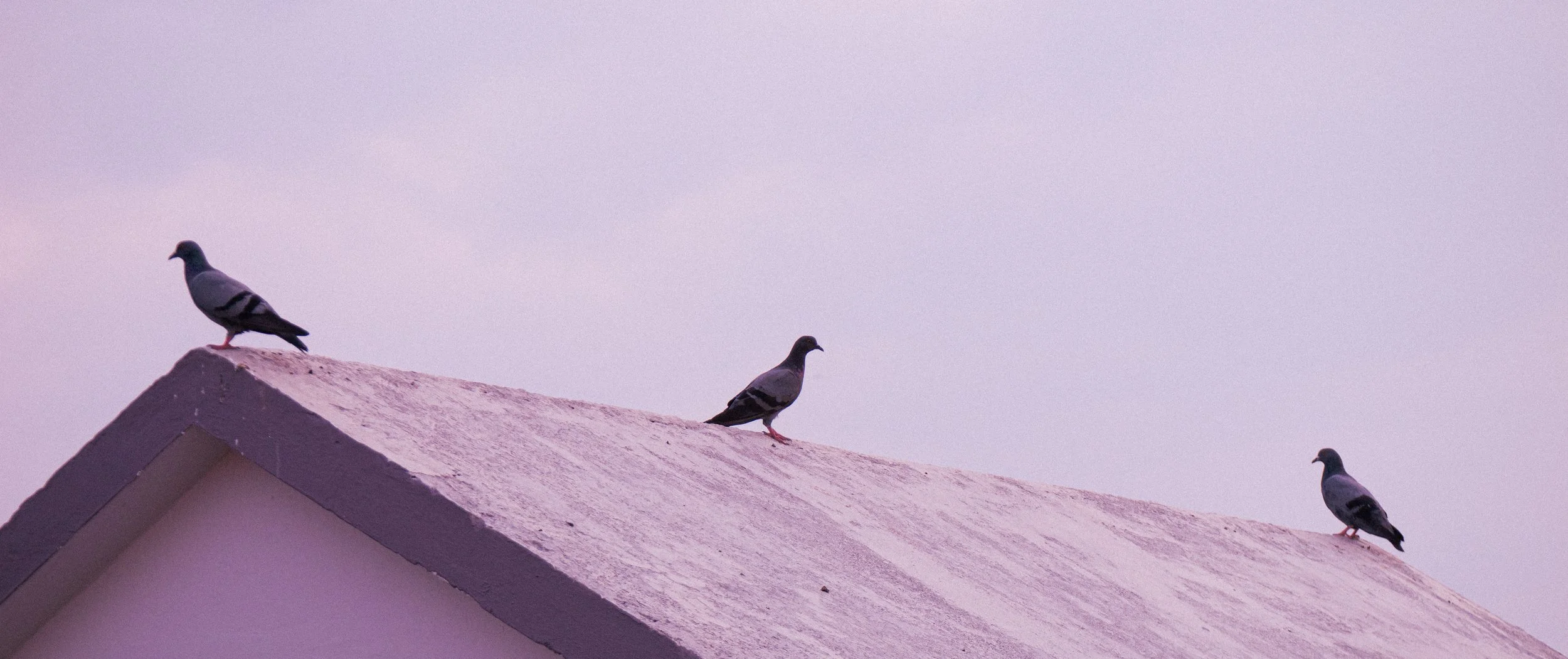 _1005478.jpg