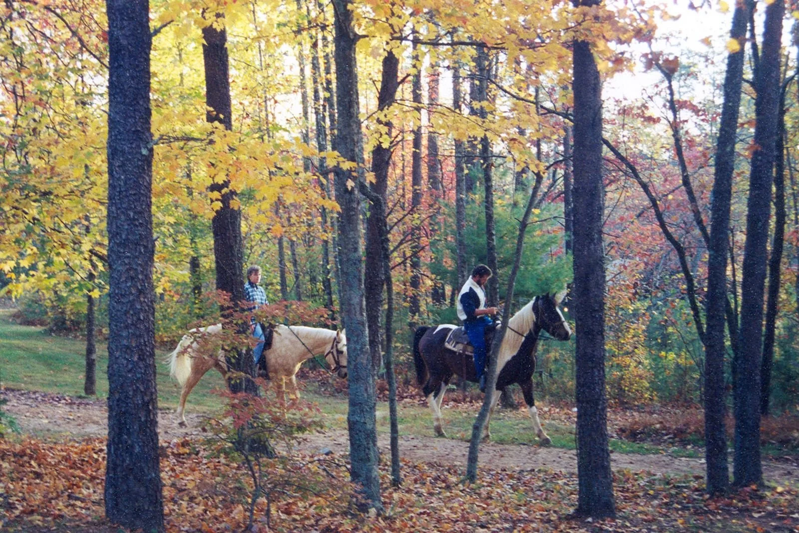 Guided Trail Ride Through the Forest