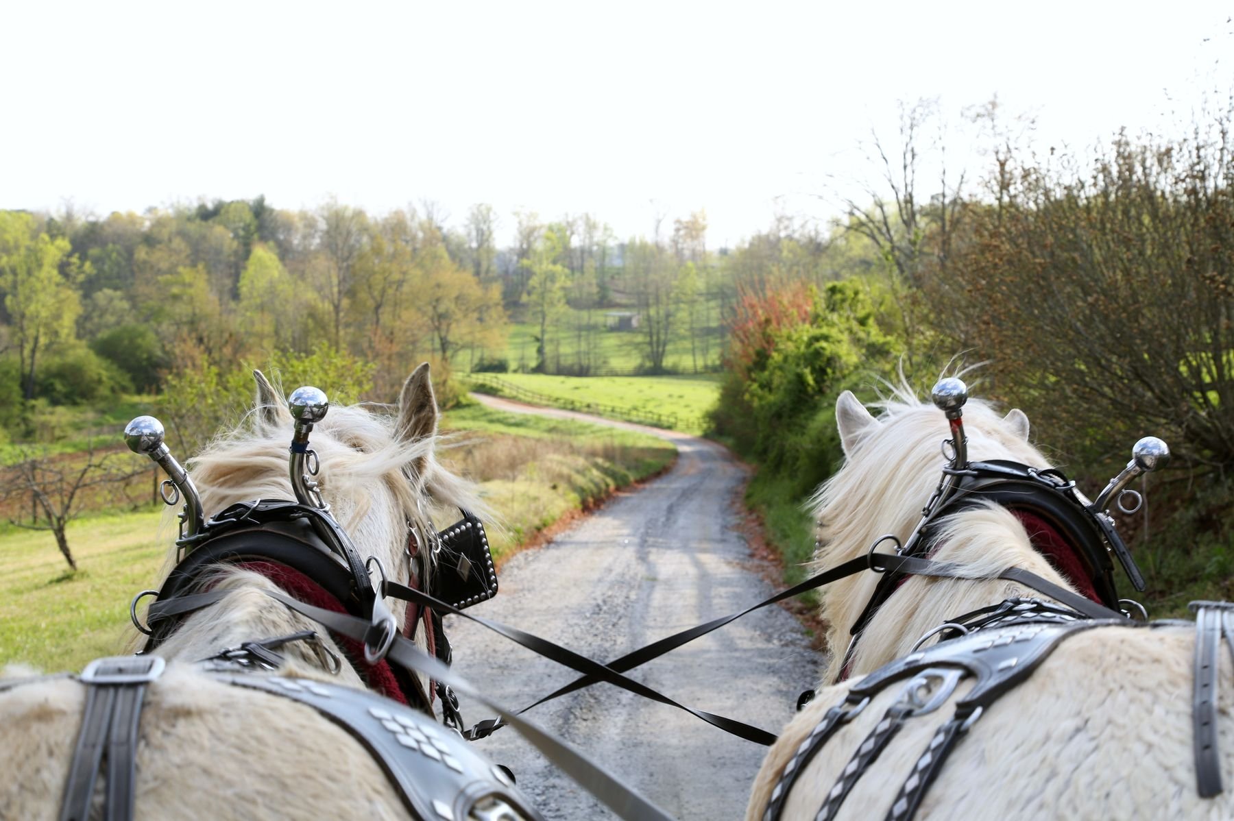 View from a horse-drawn carriage showing two white horses with harnesses on a rural gravel road surrounded by green trees and pastures.