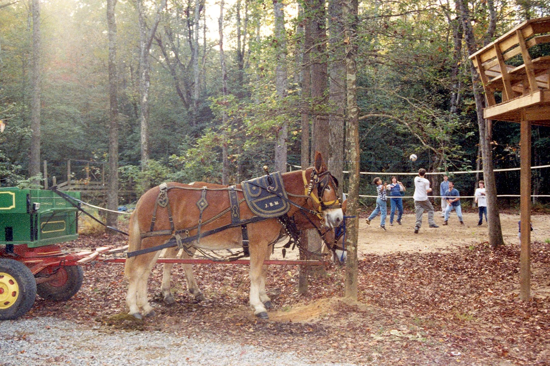 A horse with a harness attached to a green and red wagon in a forested area. In the background, five people are playing volleyball on a dirt court, surrounded by tall trees and a wooden platform.